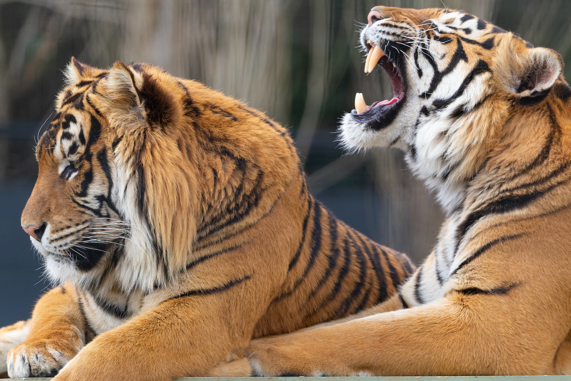 Bengal Tiger at National Zoo &amp; Aquarium in Canberra, Australia