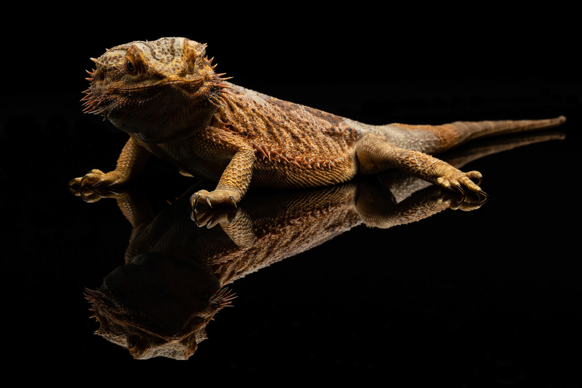 Blade the Bearded Dragon at the Canon Collective, Studio Wildlife Portraits &amp; Macro Photography