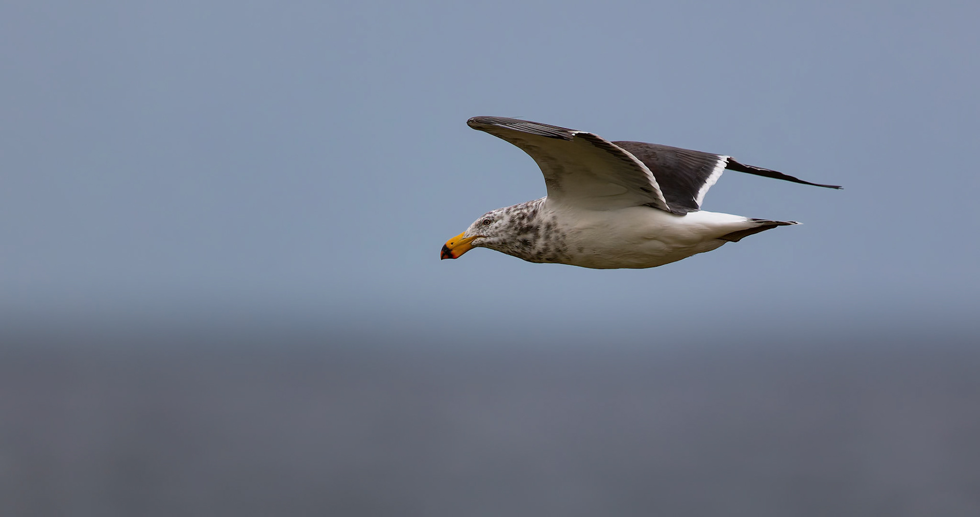 Pacific Gull at 'The Cove' outside of Devonport in Tasmania, Australia