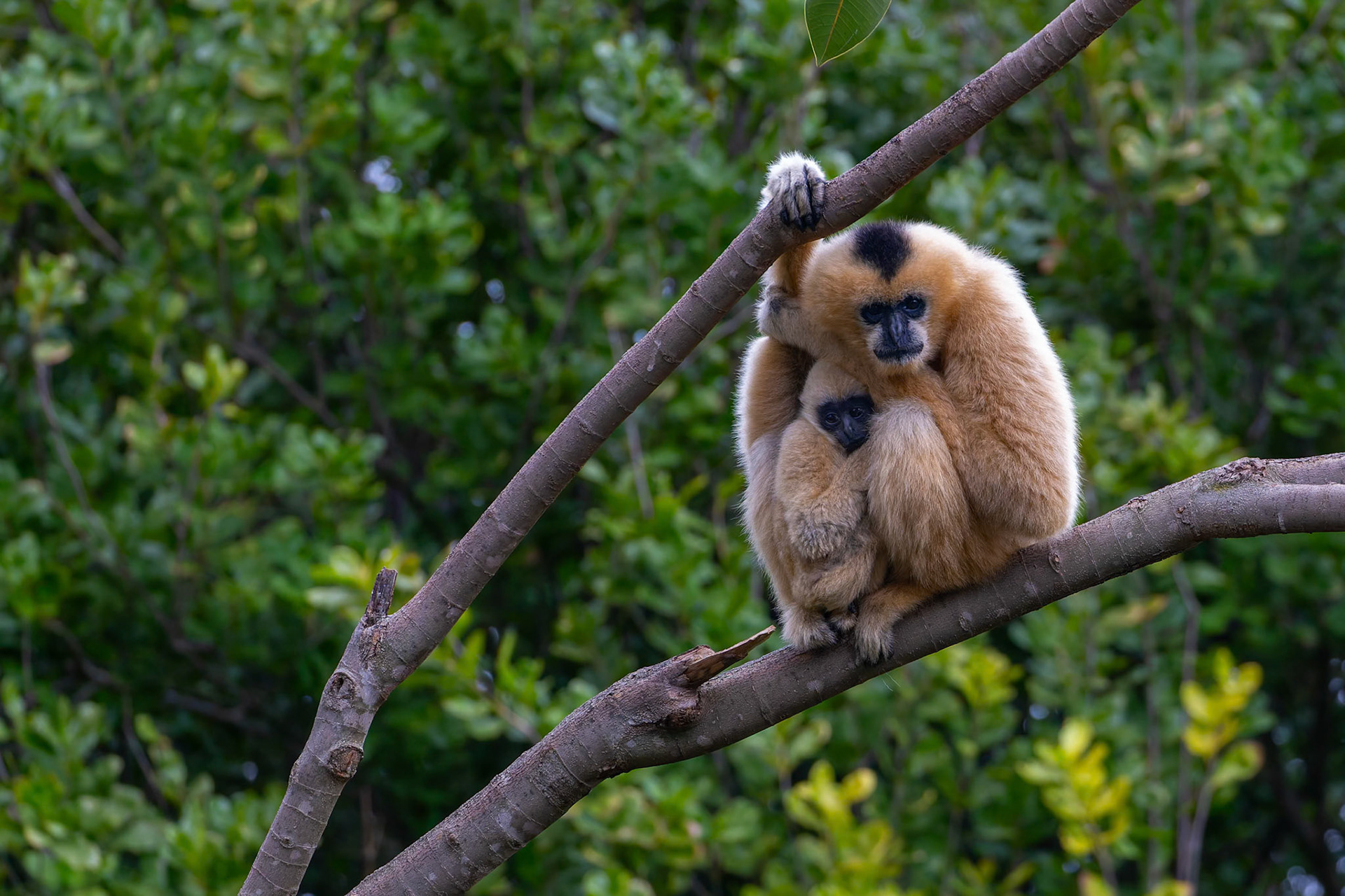 White-Cheeked Gibbon at the Adelaide Zoo, South Australia, Australia