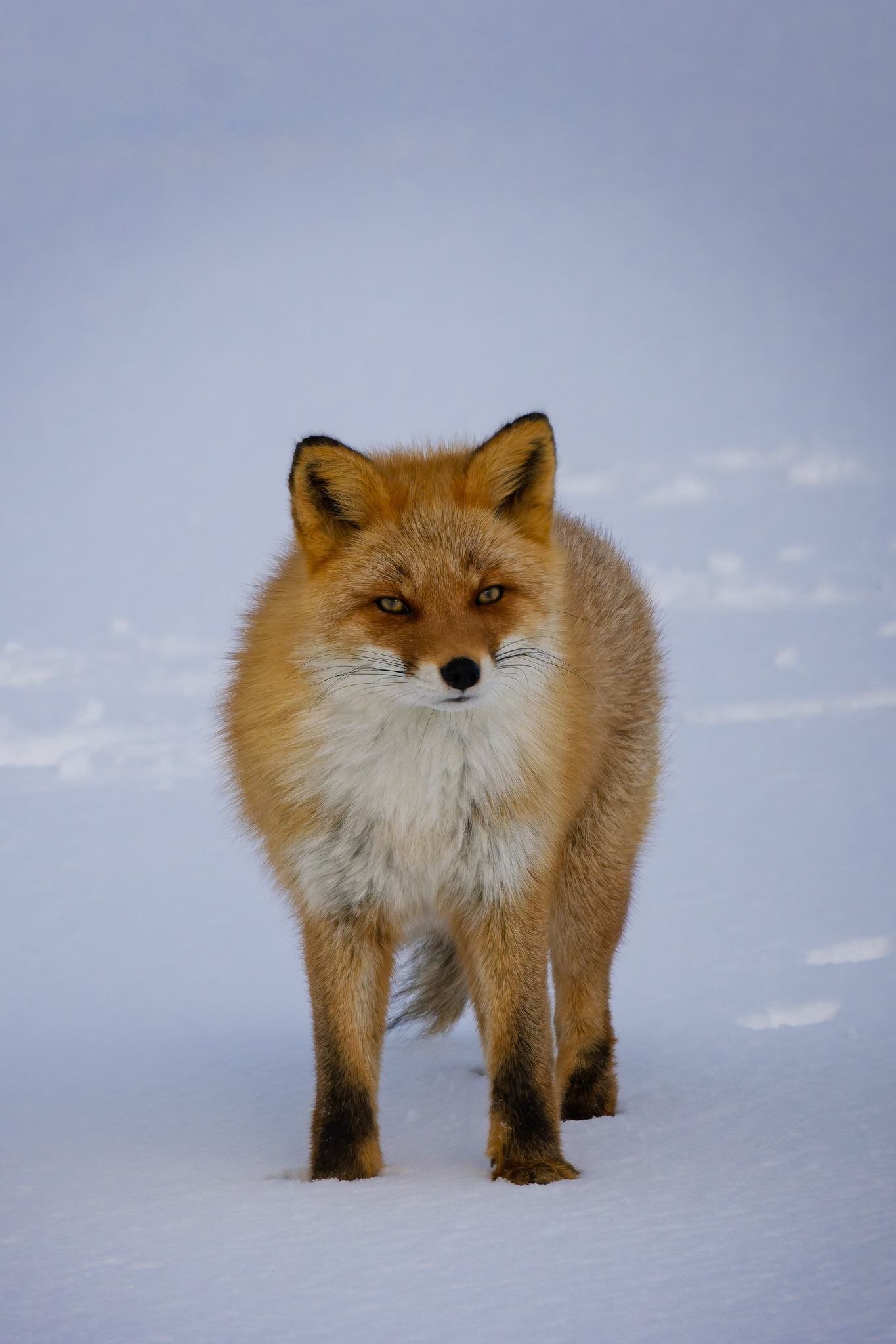 Red Fox at Notsuke Peninsula, on the island of Hokkaido, Japan