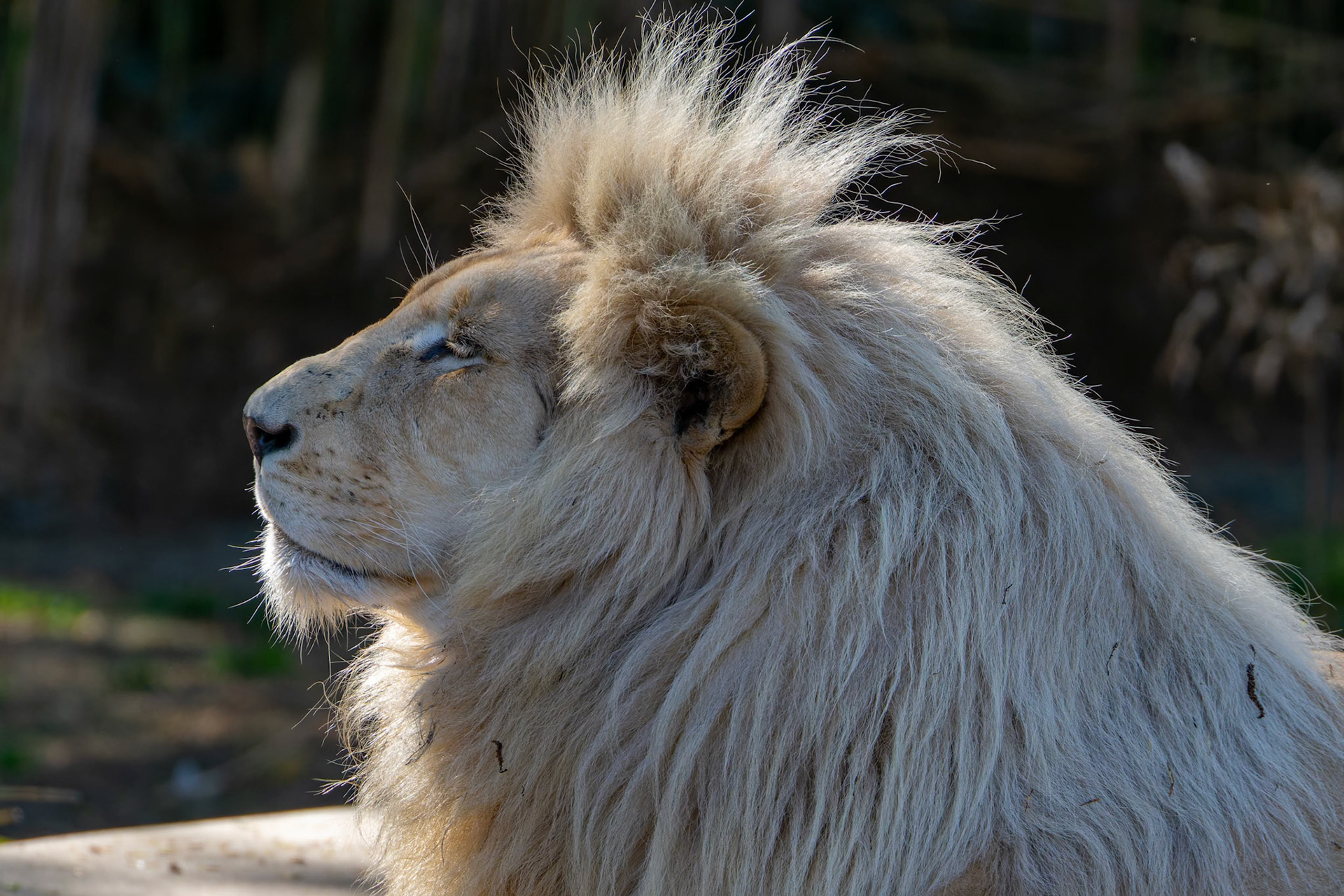 White Lion at National Zoo &amp; Aquarium in Canberra, Australia