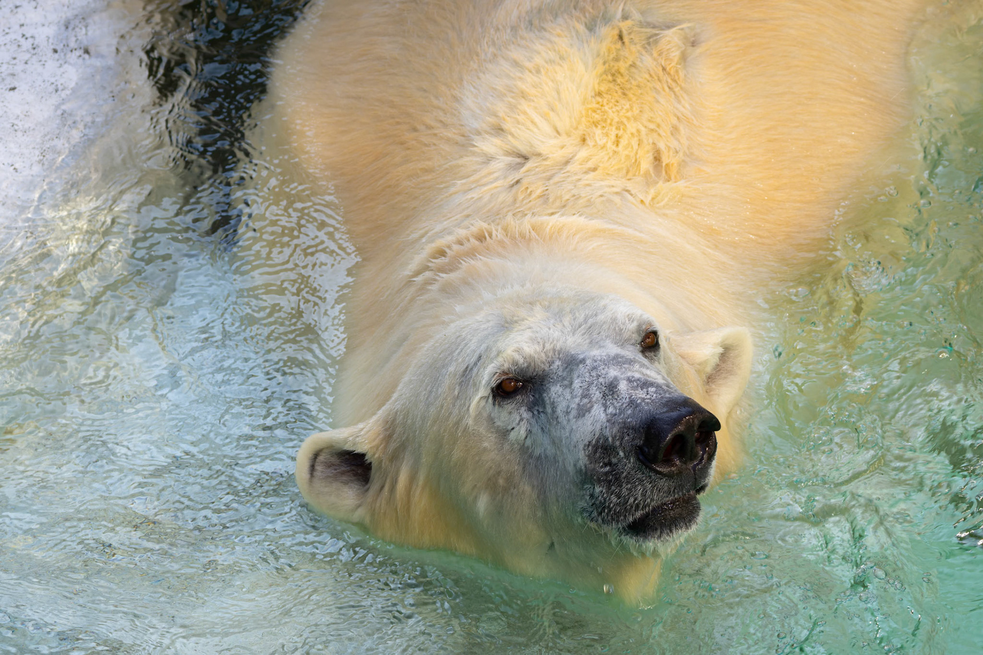 Polar Bear at Ueno Zoological Gardens in Tokyo, Japan