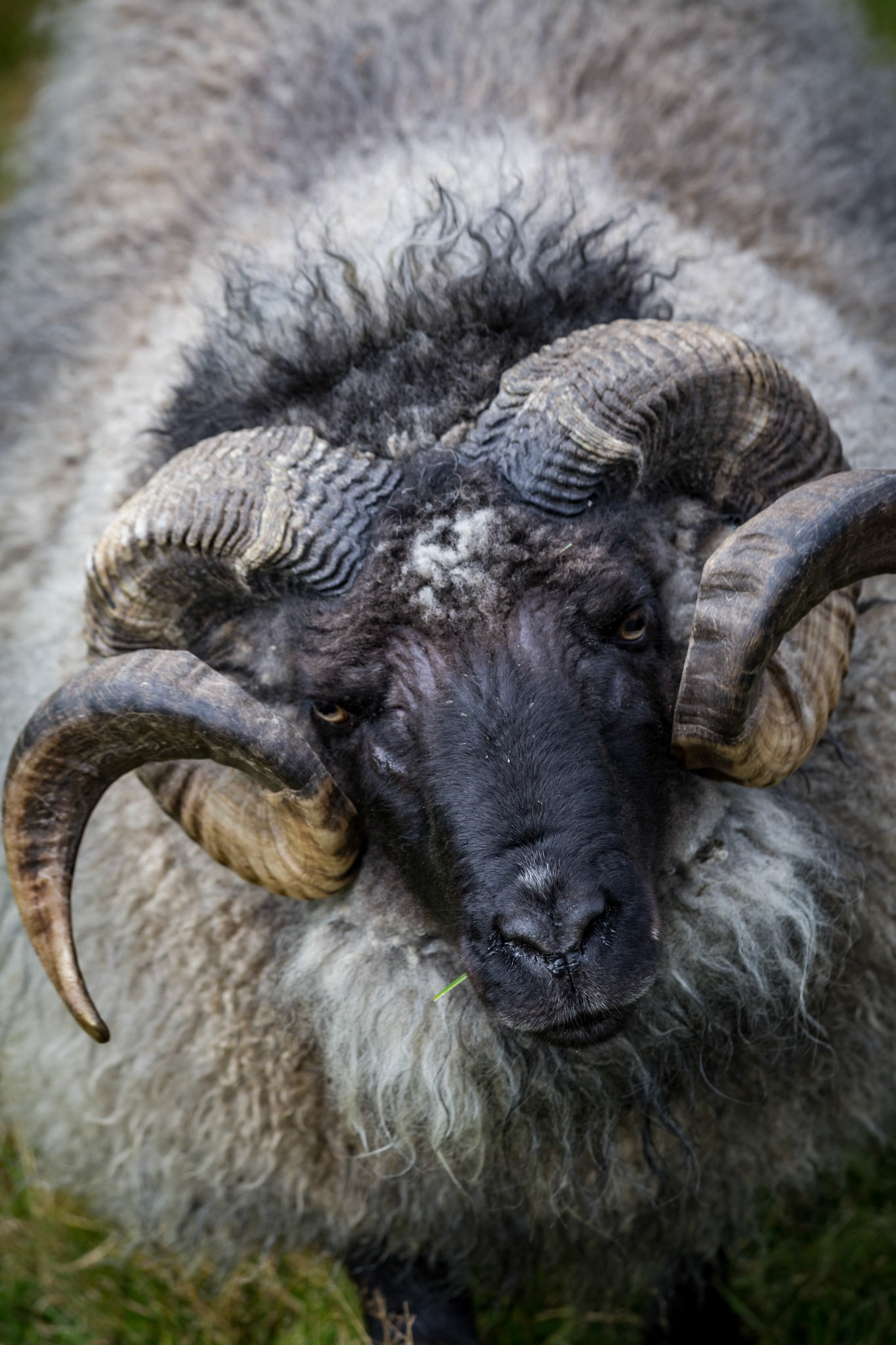 Ram at the Reykjavik Zoo, Iceland
