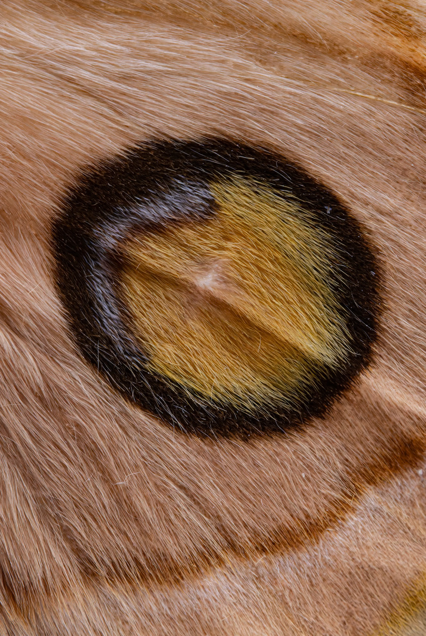The wing of a Saturnid Moth on display at the Museum and Art Gallery of the Northern Territory in Darwin, Australia