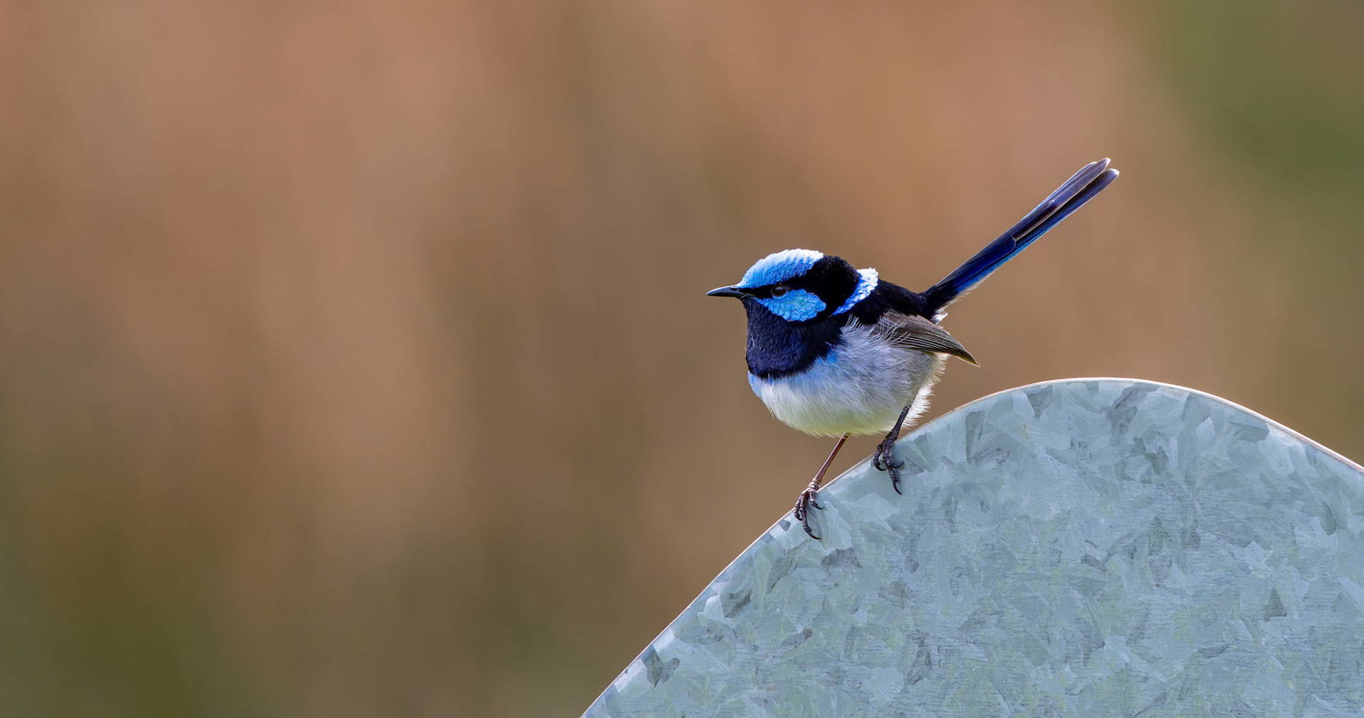 Superb Fairy-Wren at the Inala Raptor Photo Hide on Bruny Island off the coast of Tasmania, Australia