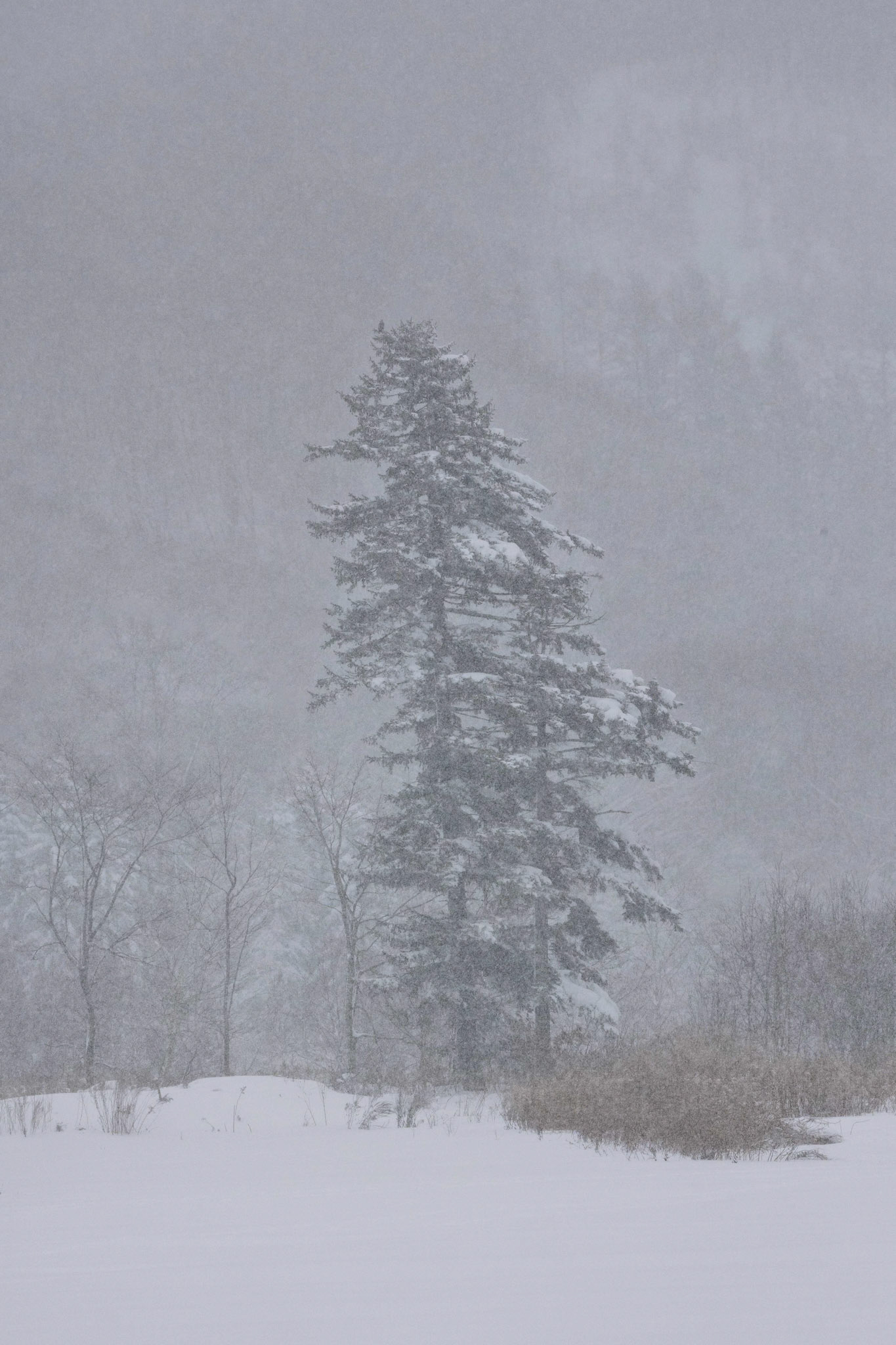 Akan International Crane Center in Kushiro on the island of Hokkaido, Japan