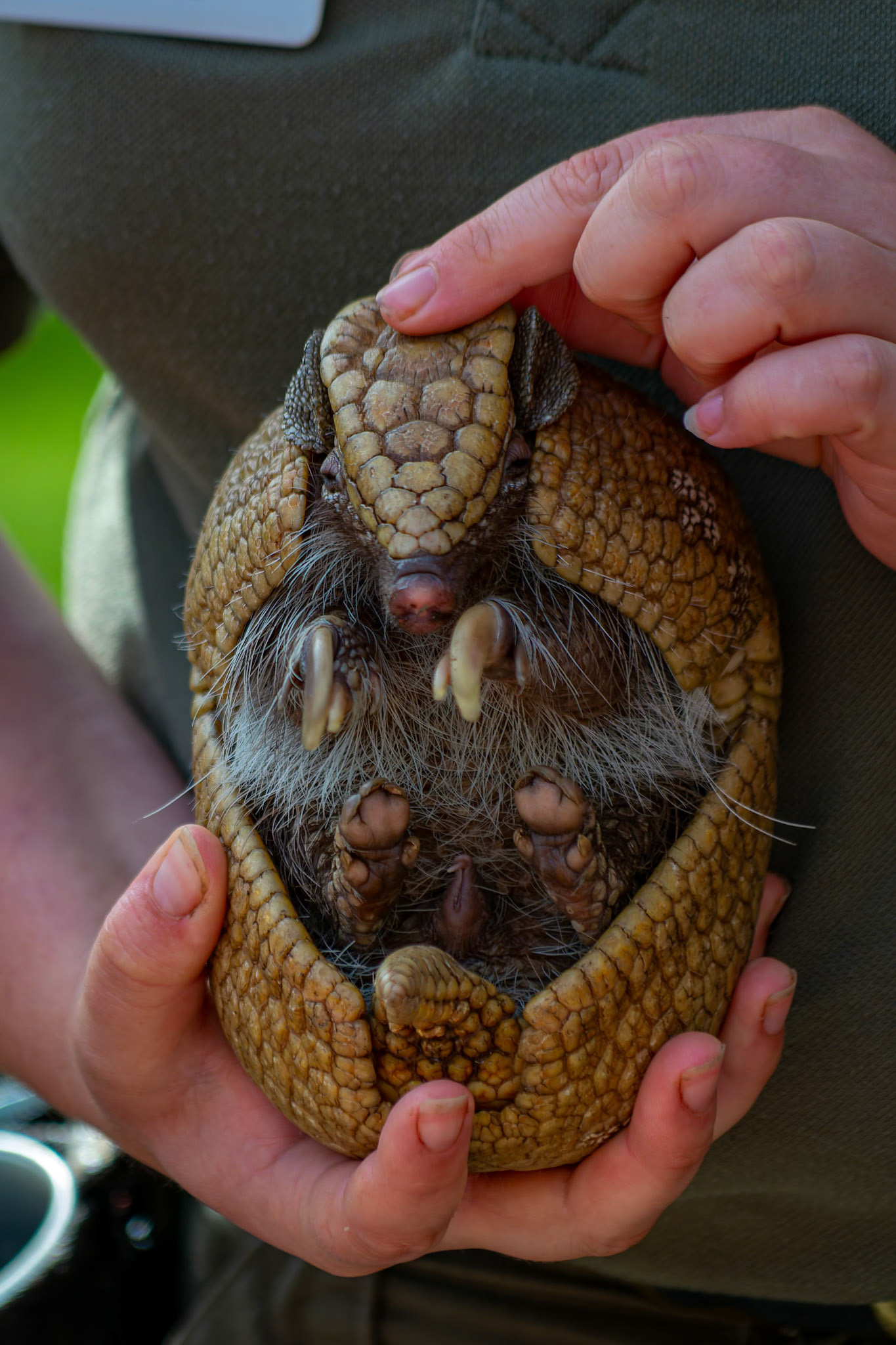 Southern Three-banded Armadillo at the Edinburgh Zoo, Scotland