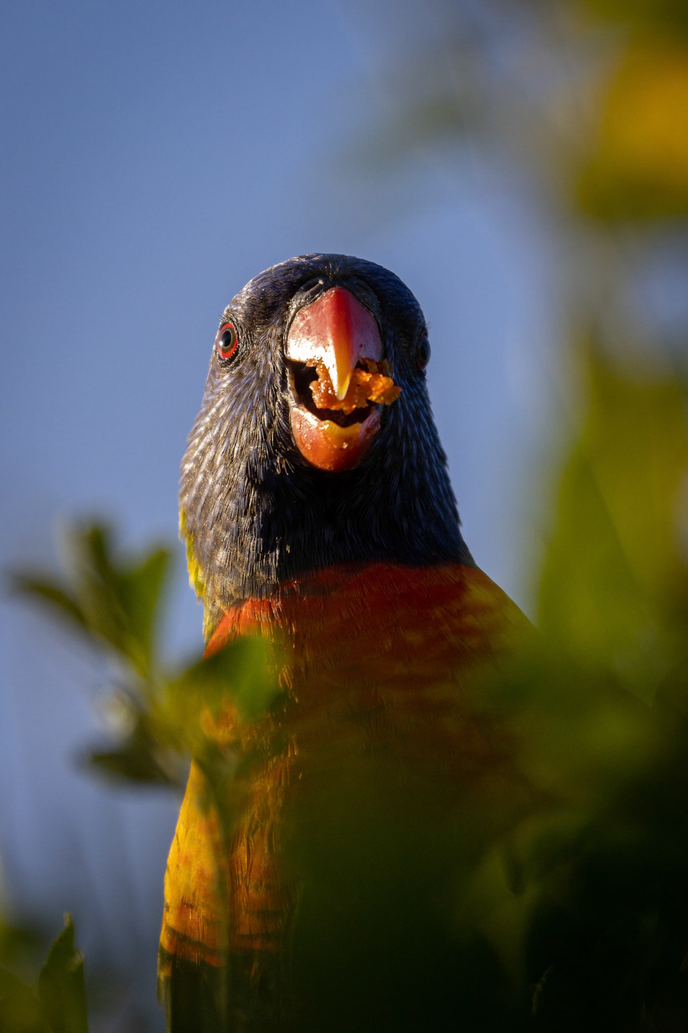 Rainbow Lorikeet in Algester FrontYard, Australia