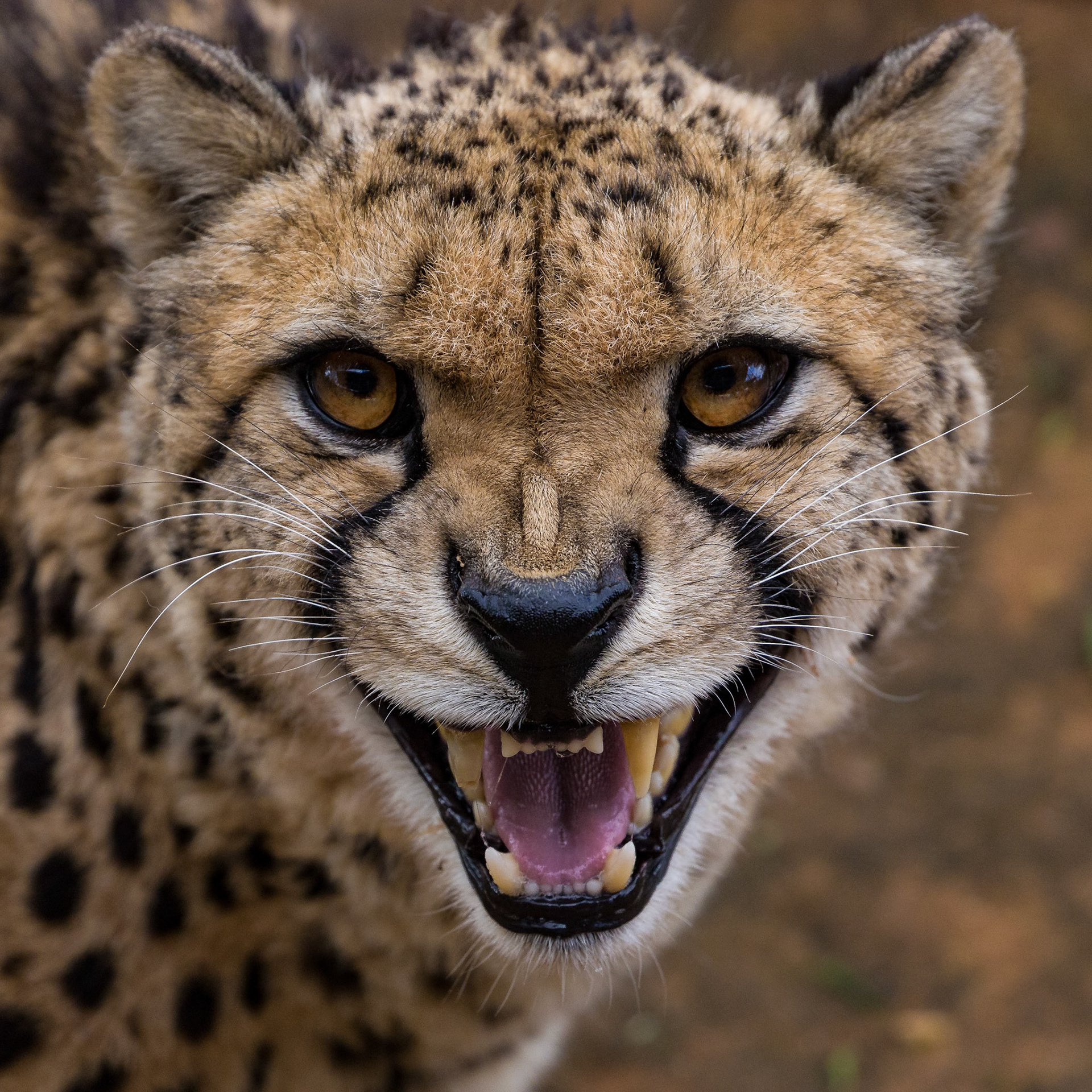 Cheetah at the Monarto Zoo, South Australia, Australia