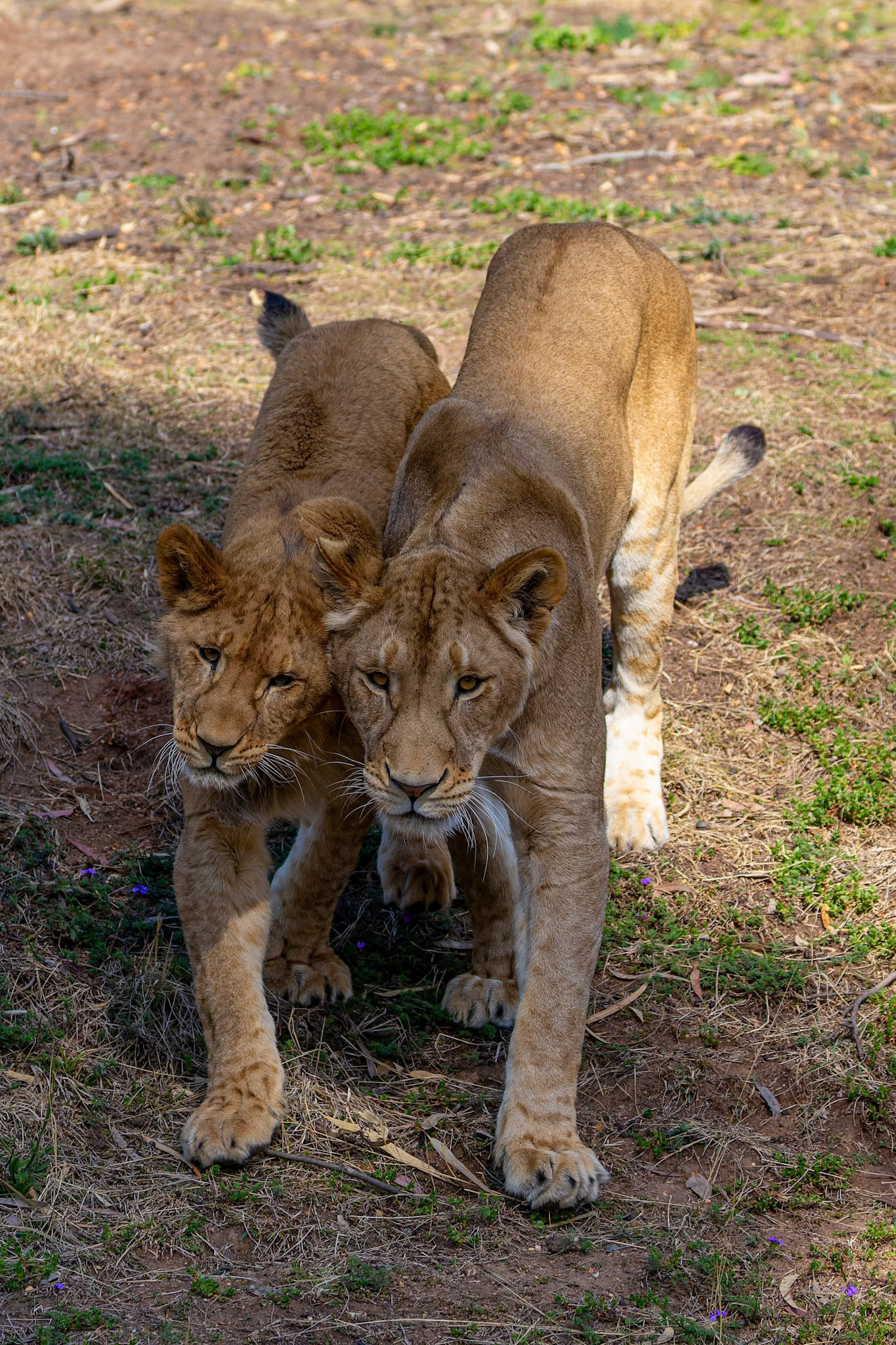 African Lions at Dubbo Zoo in Dubbo, Australia