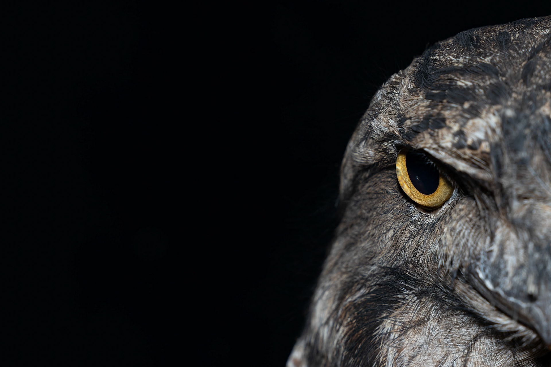 Tawny Frogmouth at the Wildlife Photography workshop with Michael Snedic at Closeburn, Australia