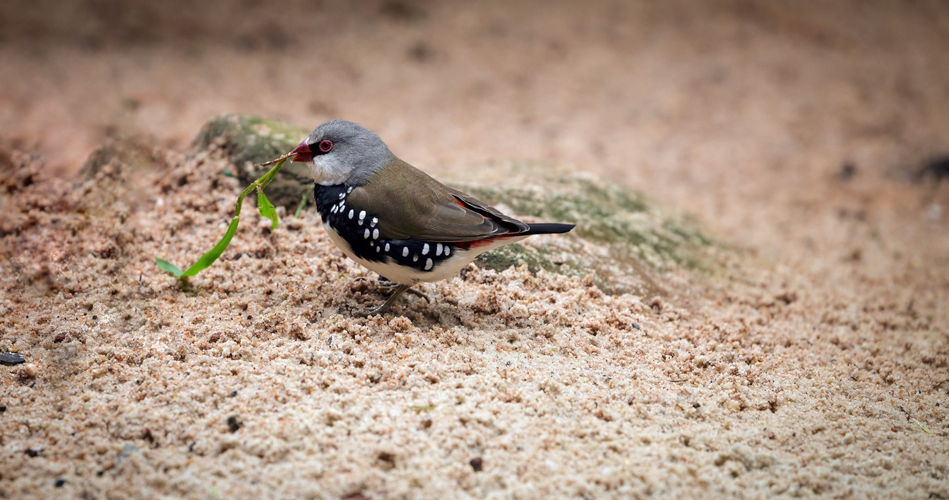 Diamond Firetail at Healesville Sanctuary in Healesville, Australia