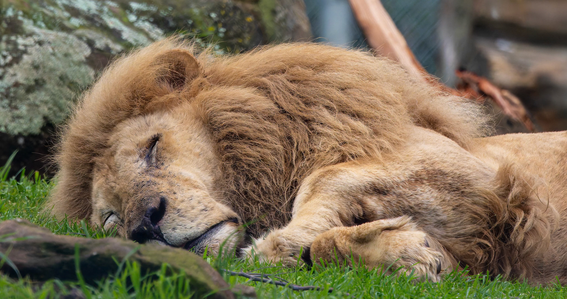 'The Lion Sleeps Tonight', African Lion at the Tasmanian Zoo outside of Launceston in Tasmania, Australia