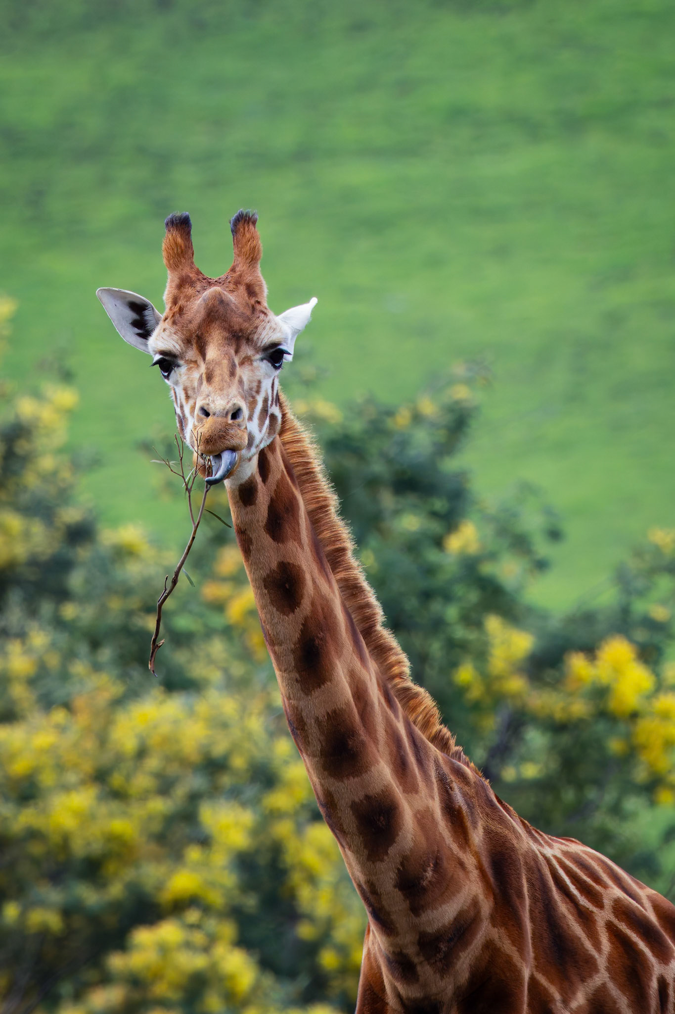 Giraffe at the Tasmanian Zoo outside of Launceston in Tasmania, Australia