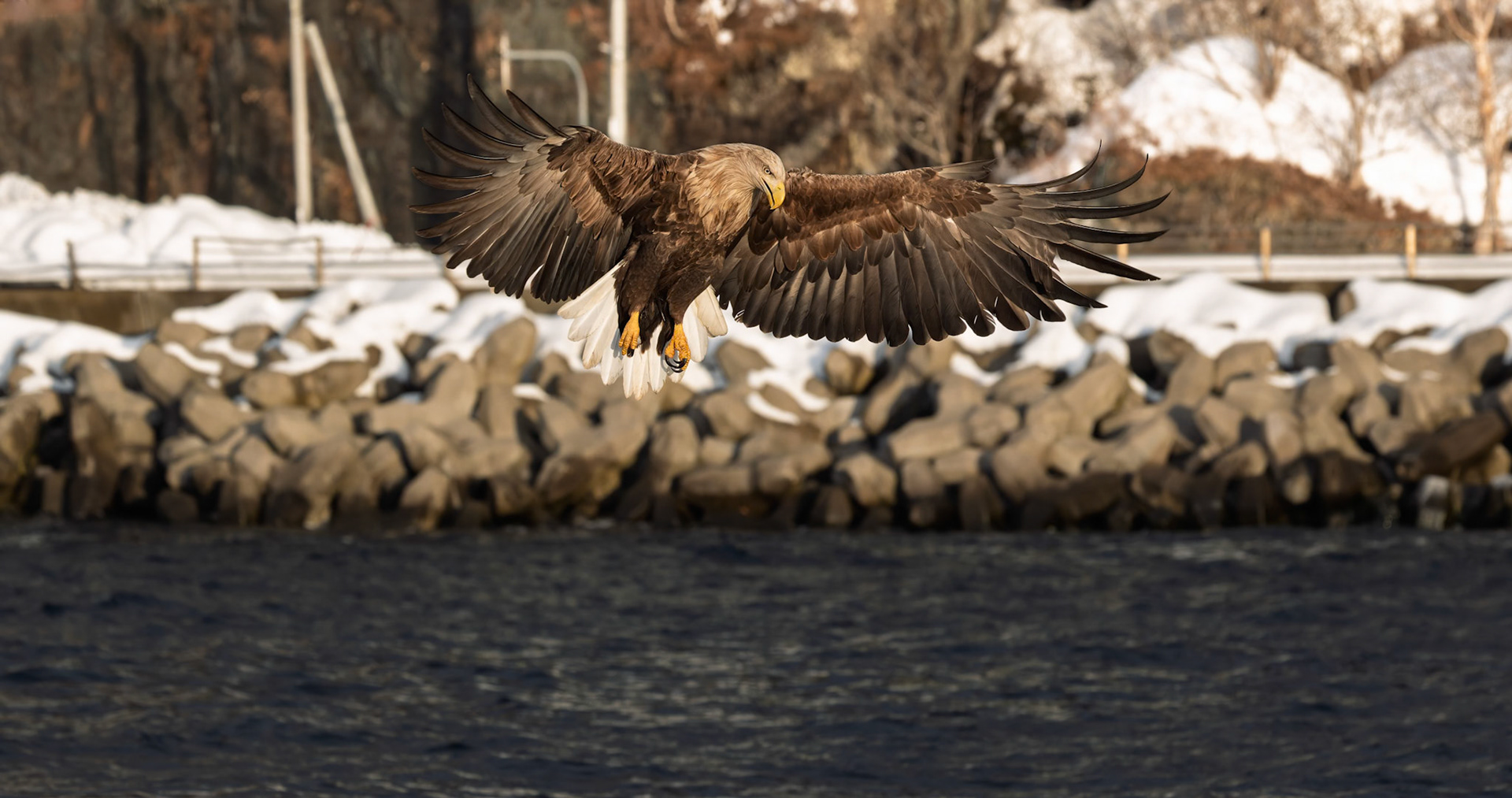 White Tailed Eagle searching for breakfast at Rausu Fishing Port on the Island of Hokkaido, Japan