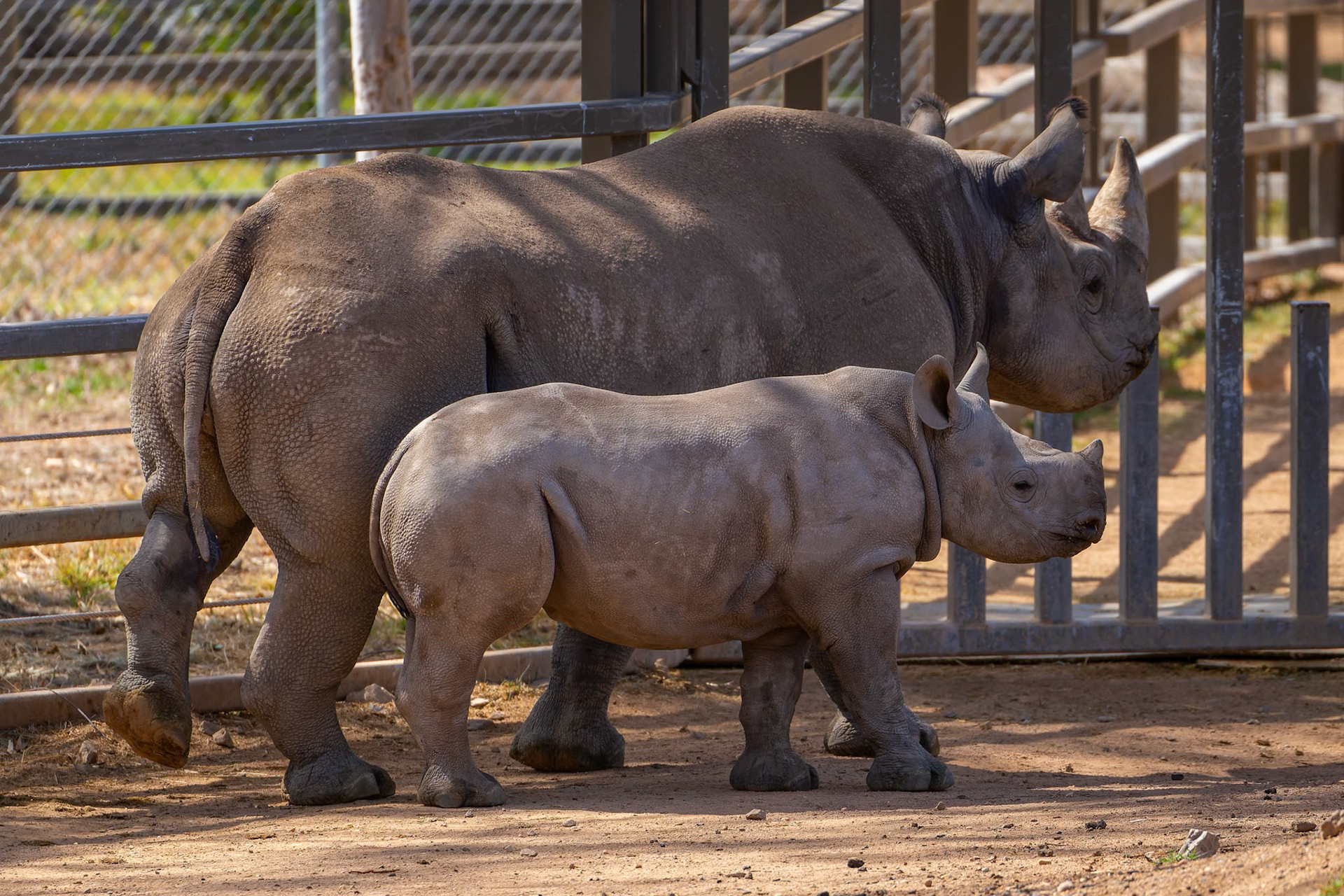 Black Rhinocero at Dubbo Zoo in Dubbo, Australia