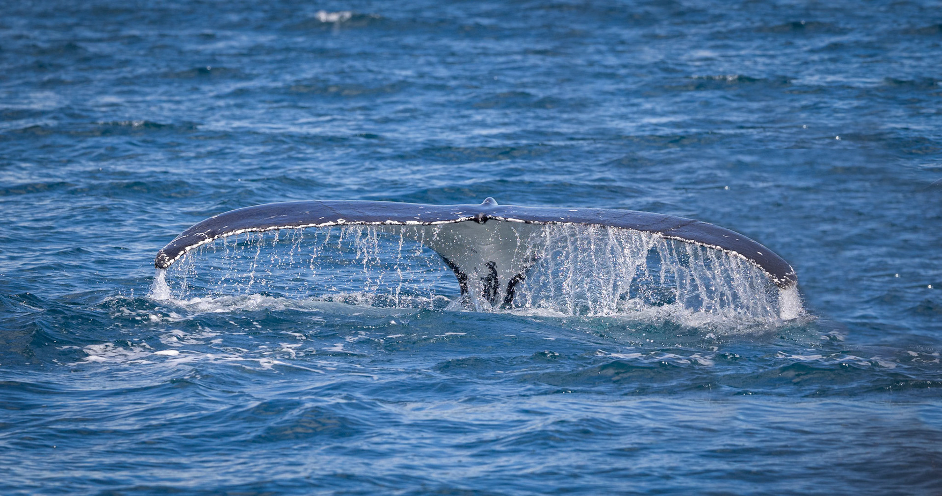 A humpback (Baleen) Whale in the waters of Platypus Bay off the coast of Fraser Island, Australia