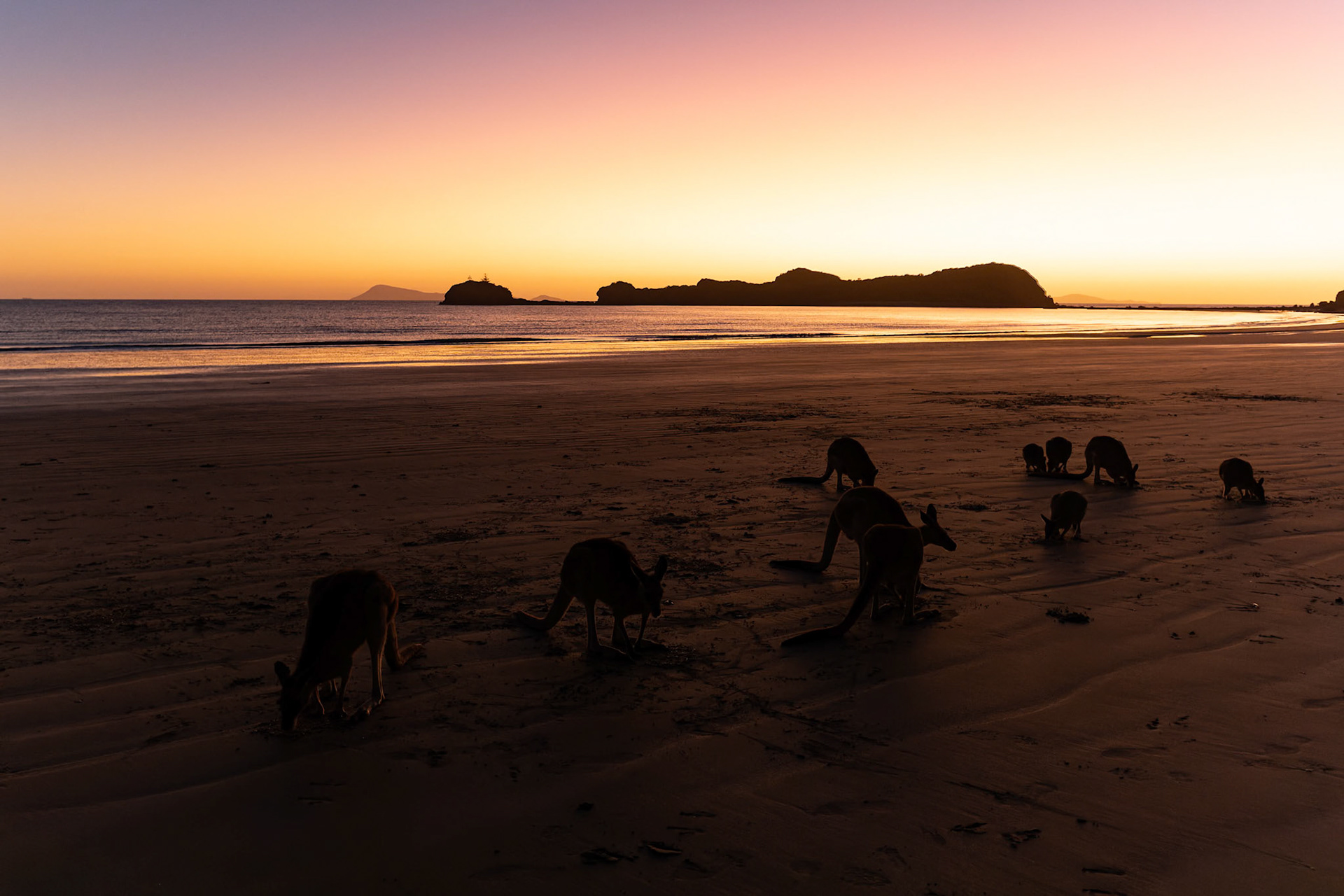 Kangaroos and Wallibies on the beach duirng sunrise at Cape Hillsborough, Australia