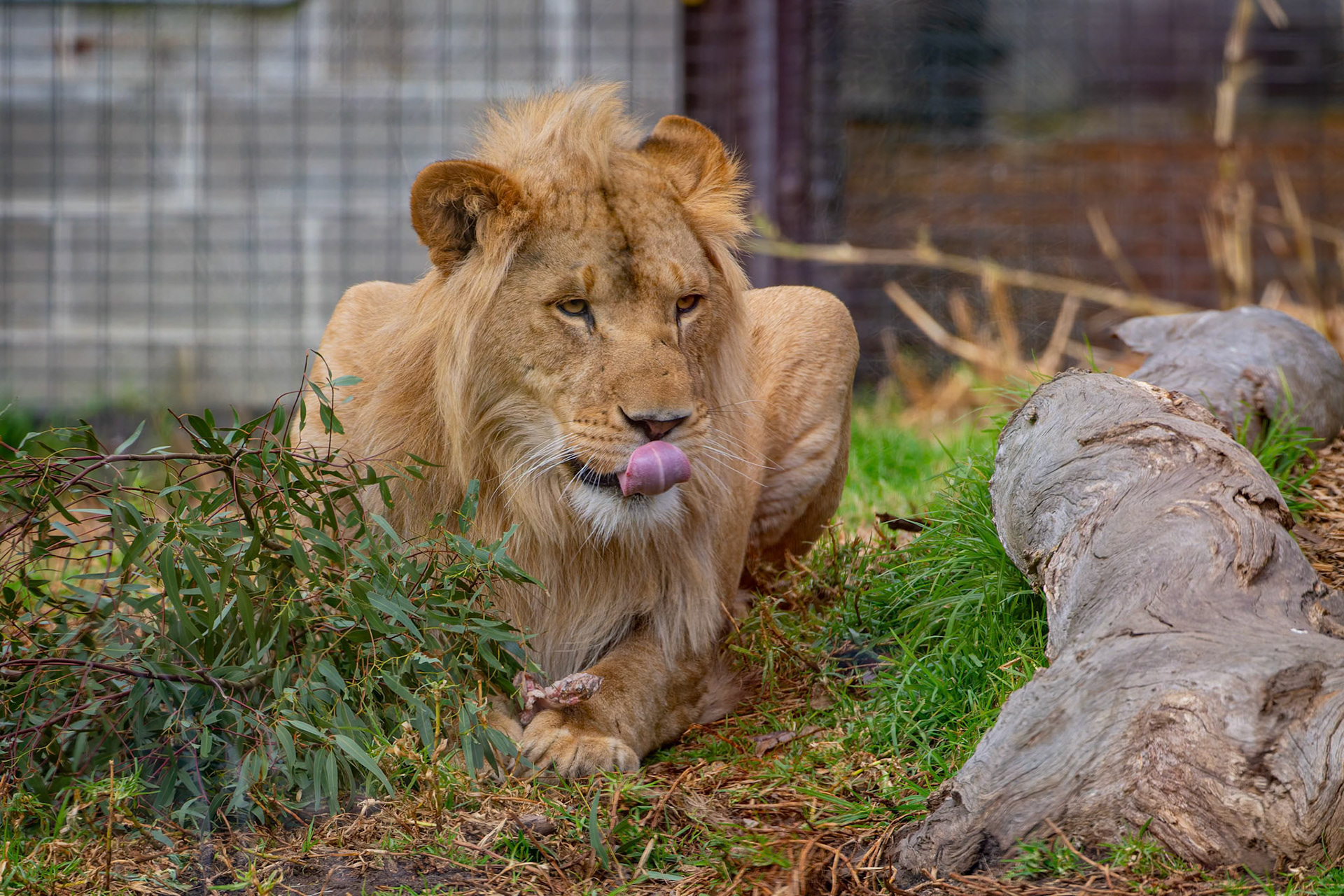 African Lion at the Melbourne Zoo in Melbourne, Australia