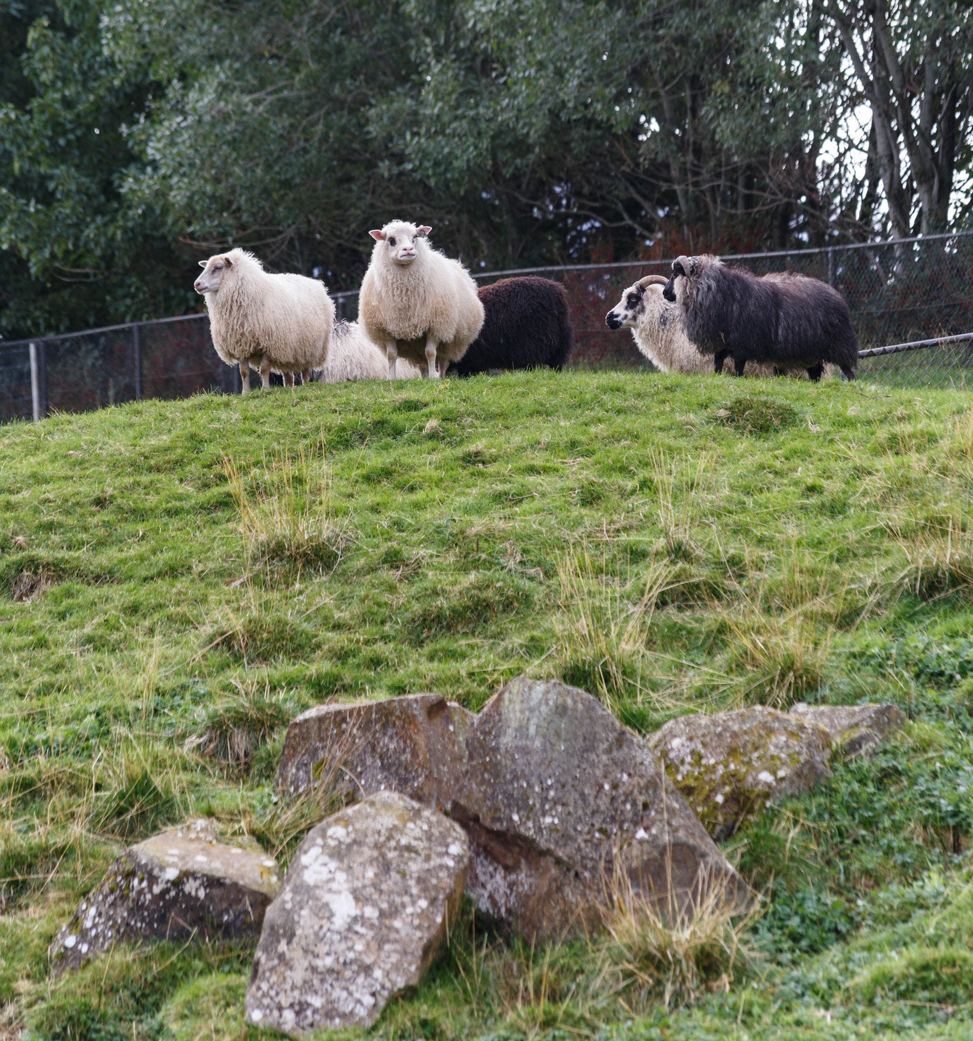 Goats at the Reykjavik Zoo, Iceland