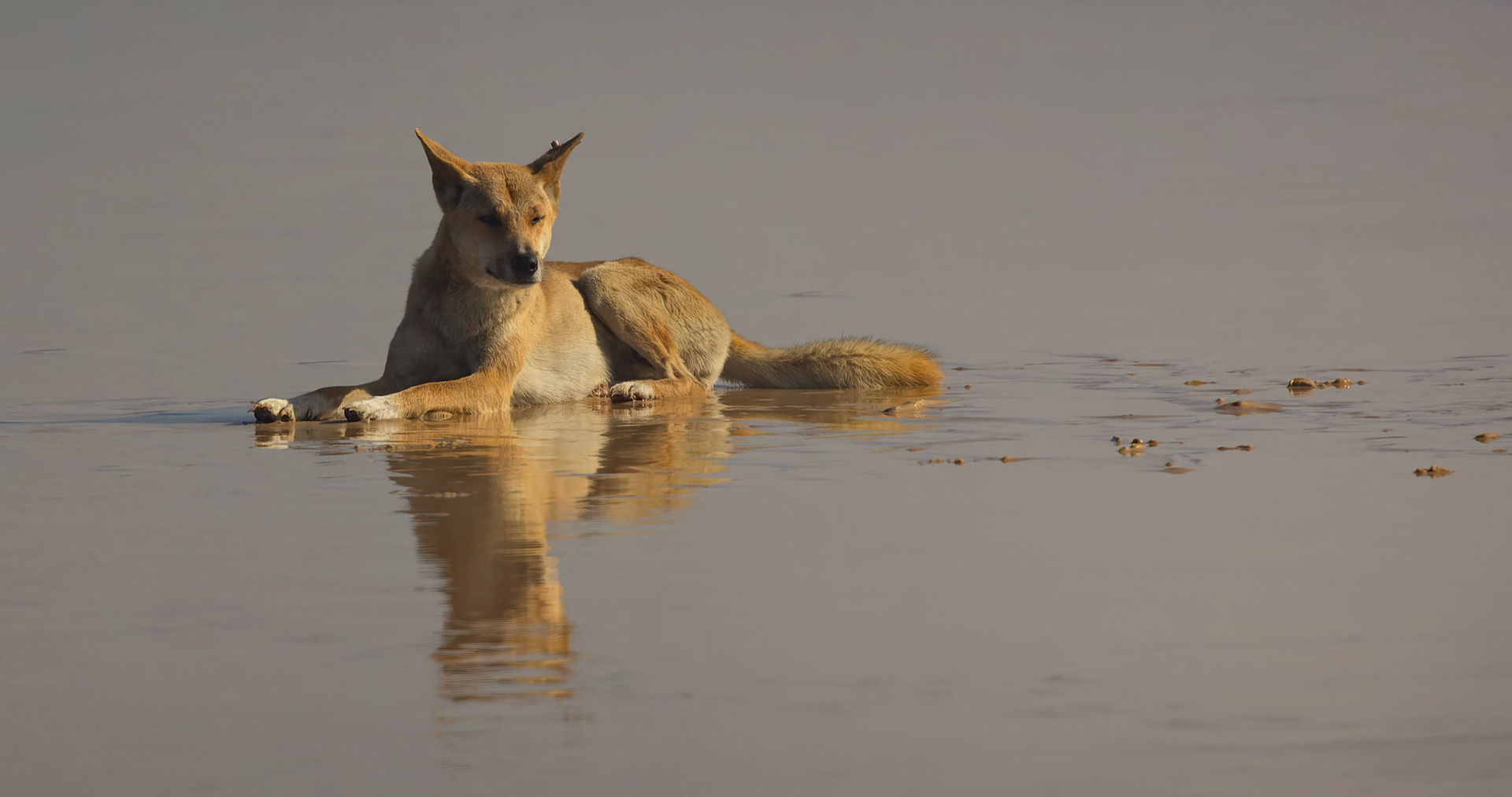 Dingo on the eastern beach of Fraser Island, Australia