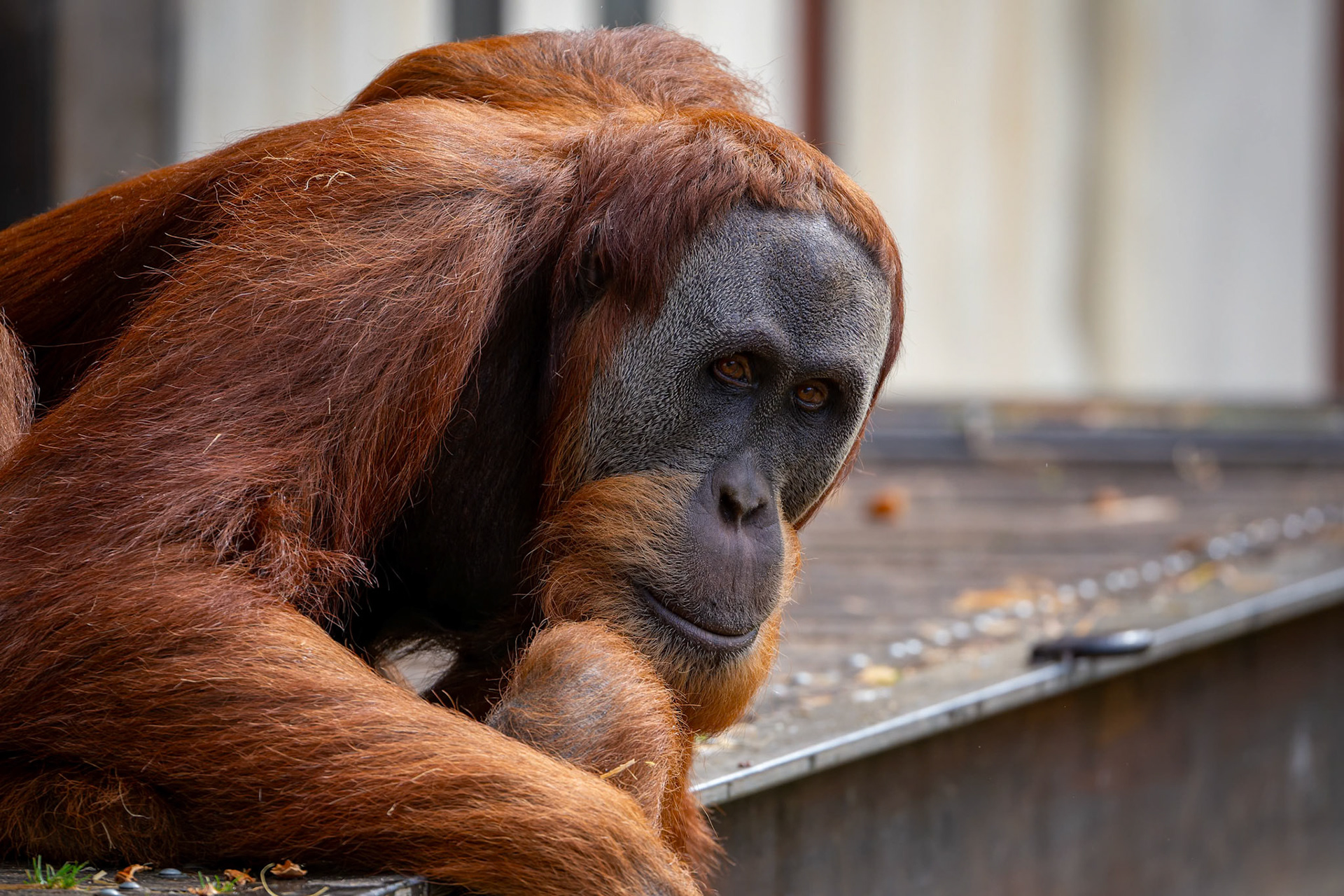 Sumatran Orang-Utans at the Melbourne Zoo in Melbourne, Australia