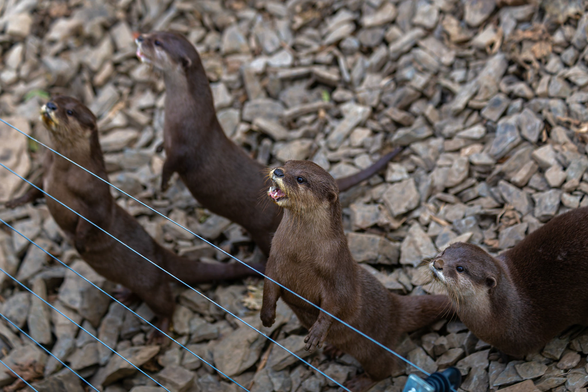 Oriental Small-Clawed Otters at the Welsh Mountain Zoo, Wales
