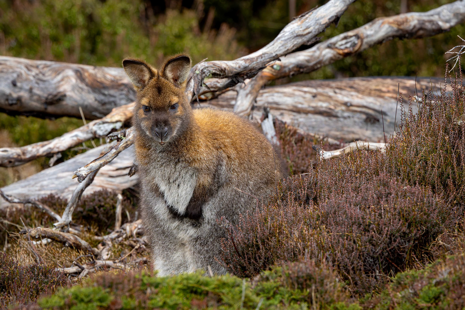 Bennetts Wallaby on the Enchanted Walk at Cradle Mounntain in Tasmania, Australia