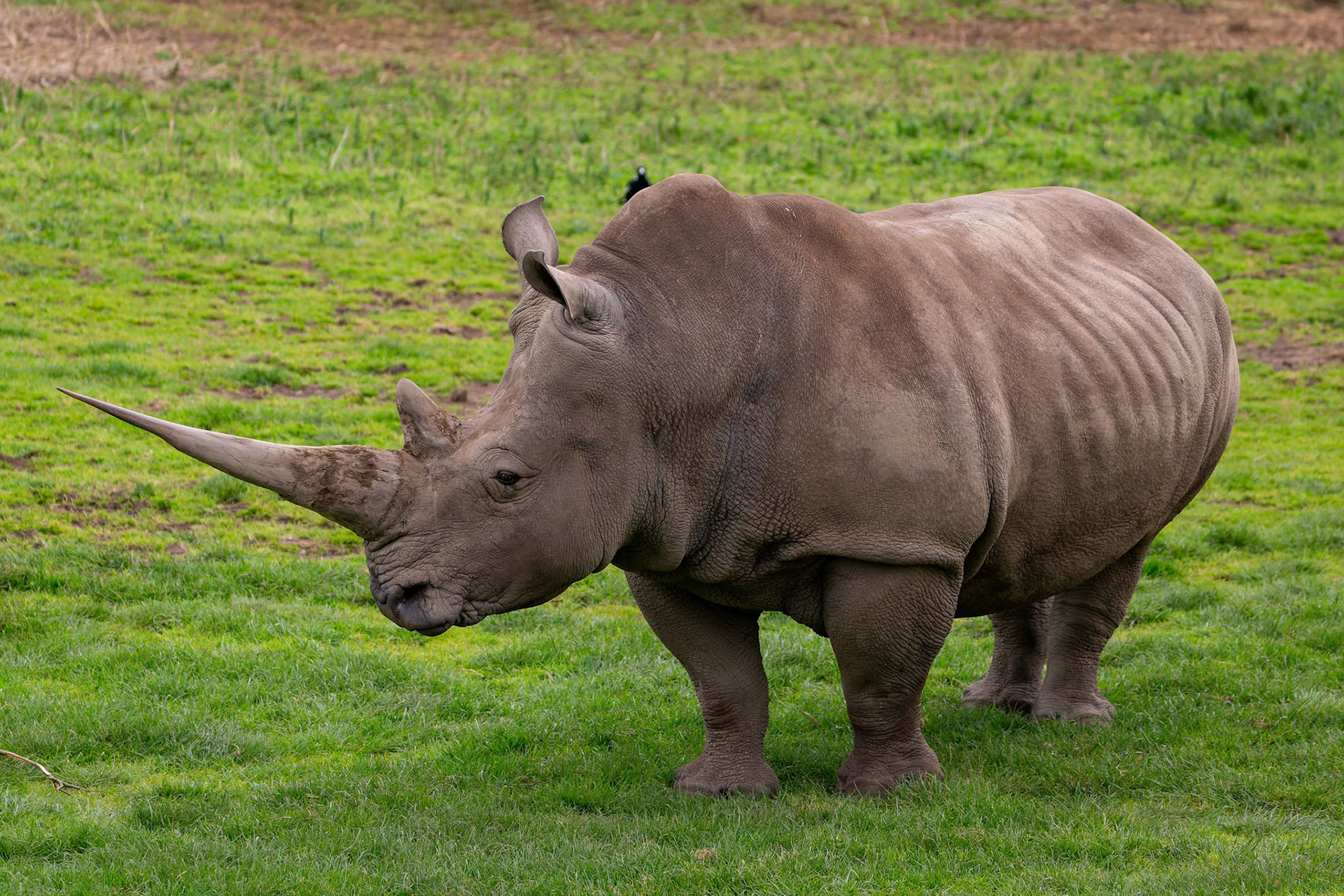 Southern White Rhinoceros at Werribee Open Range Zoo in Werribee South in Victoria, Australia