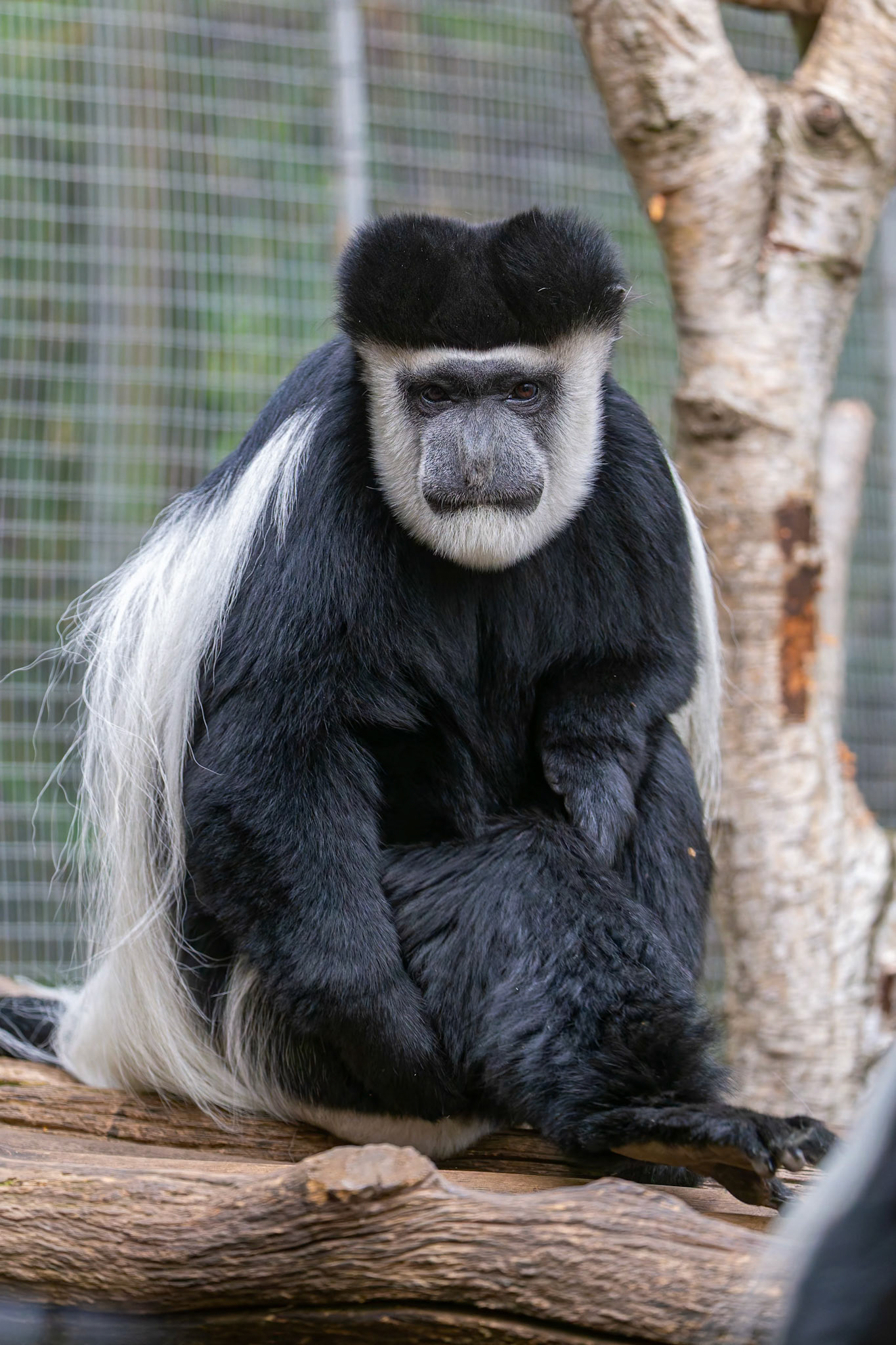 Eastern Black and White Colobus at the Melbourne Zoo in Melbourne, Australia