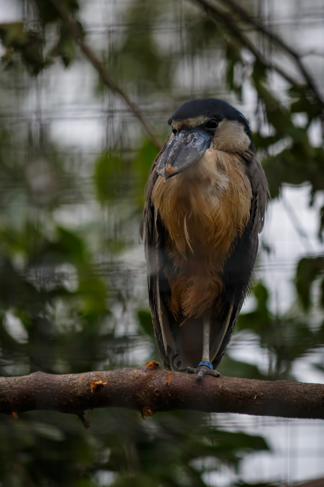 Boat Billed Heron at the Welsh Mountain Zoo, Wales