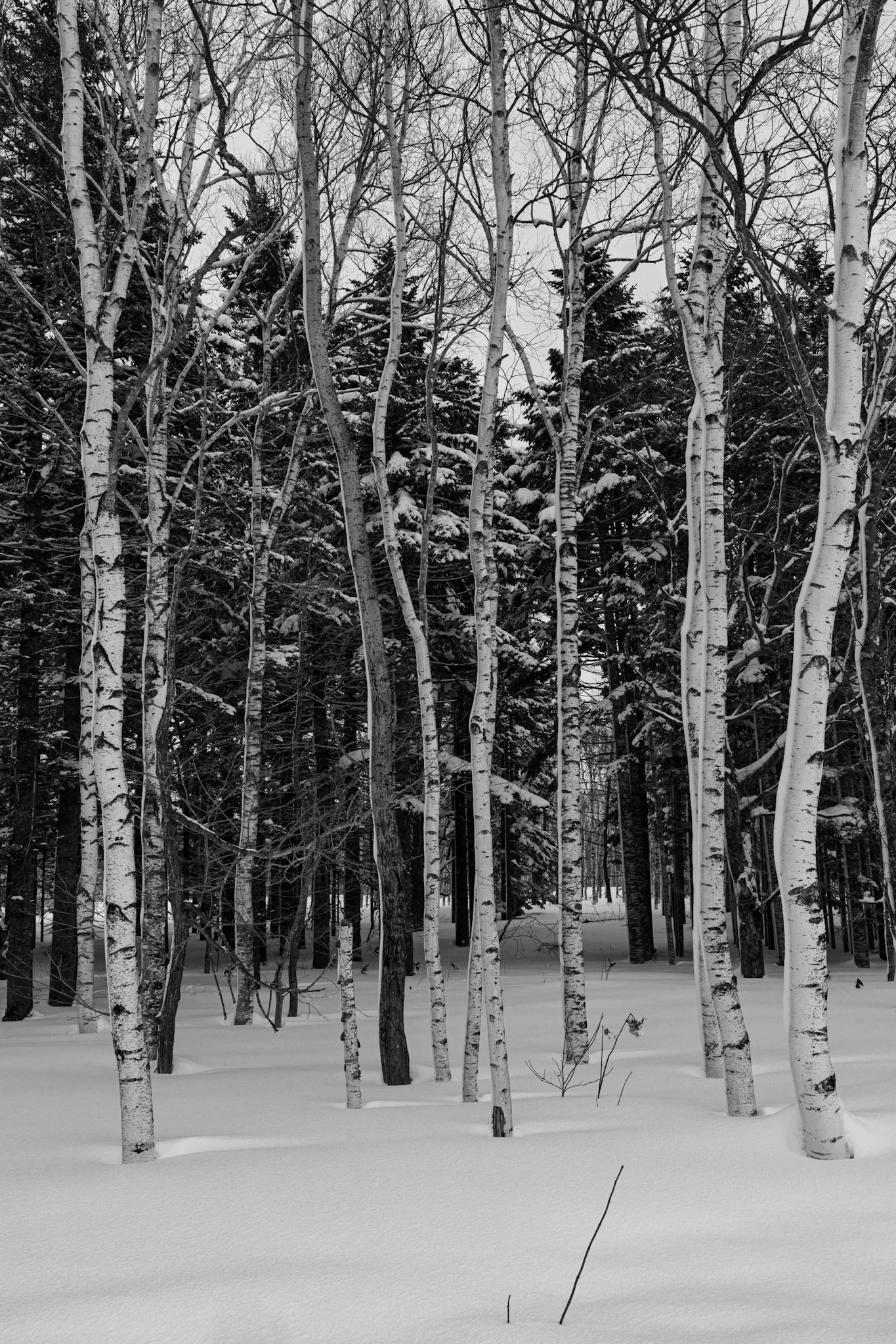 Along a road in Shibetsu on the Island of Hokkaido, Japan