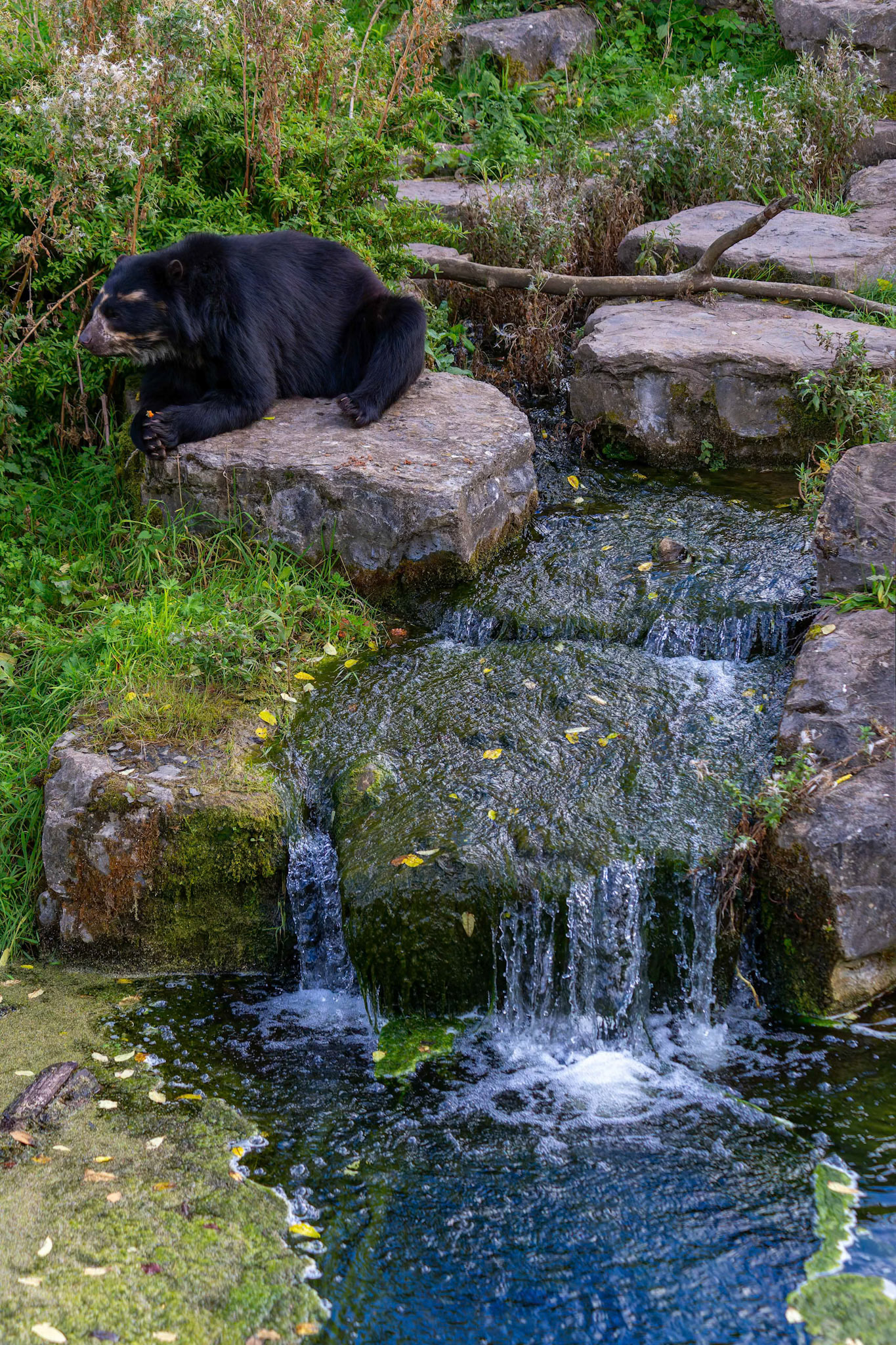 Spectacled Bear at the Chester Zoo, England