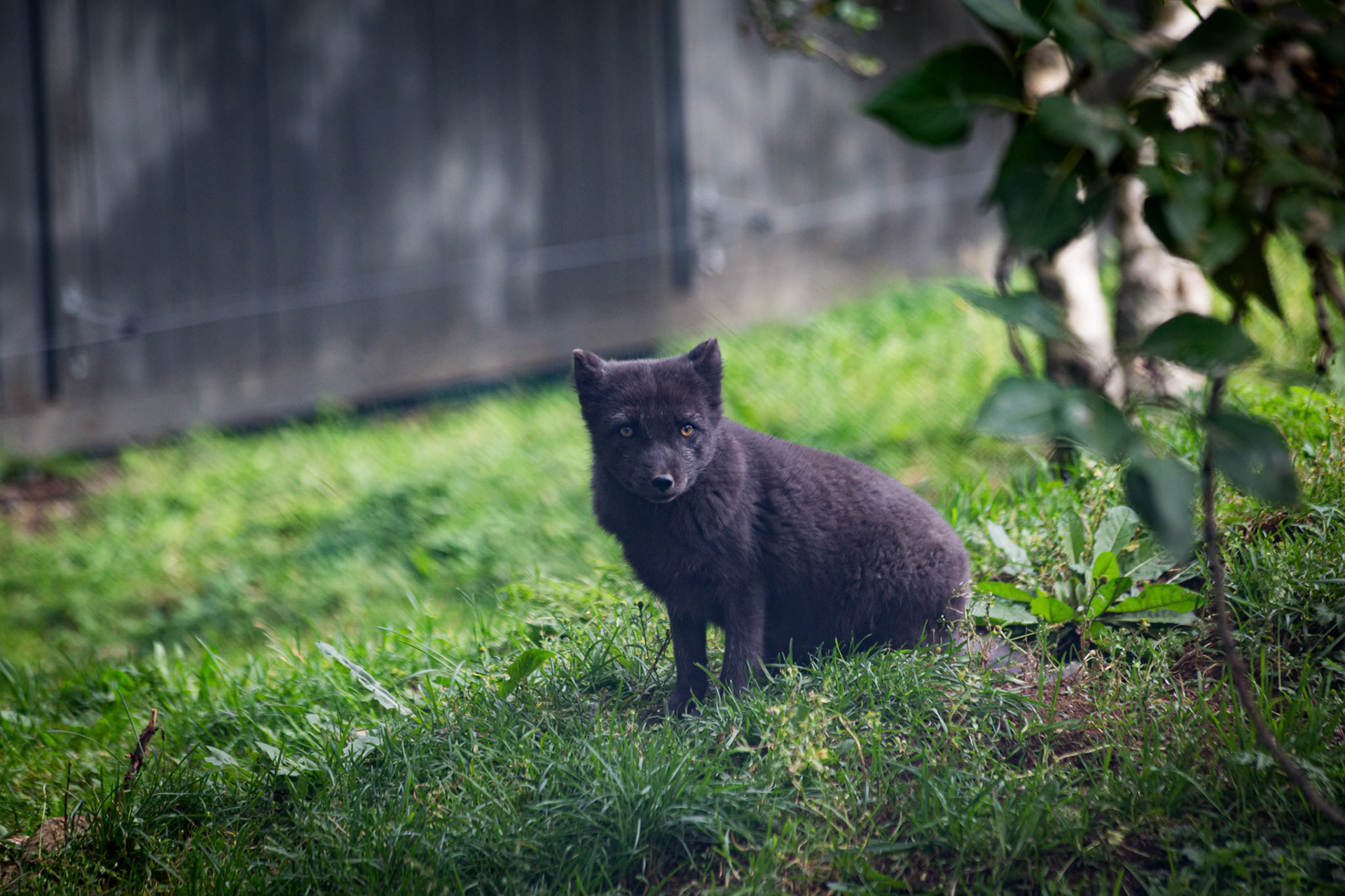 Arctic Fox at the Reykjavik Zoo, Iceland