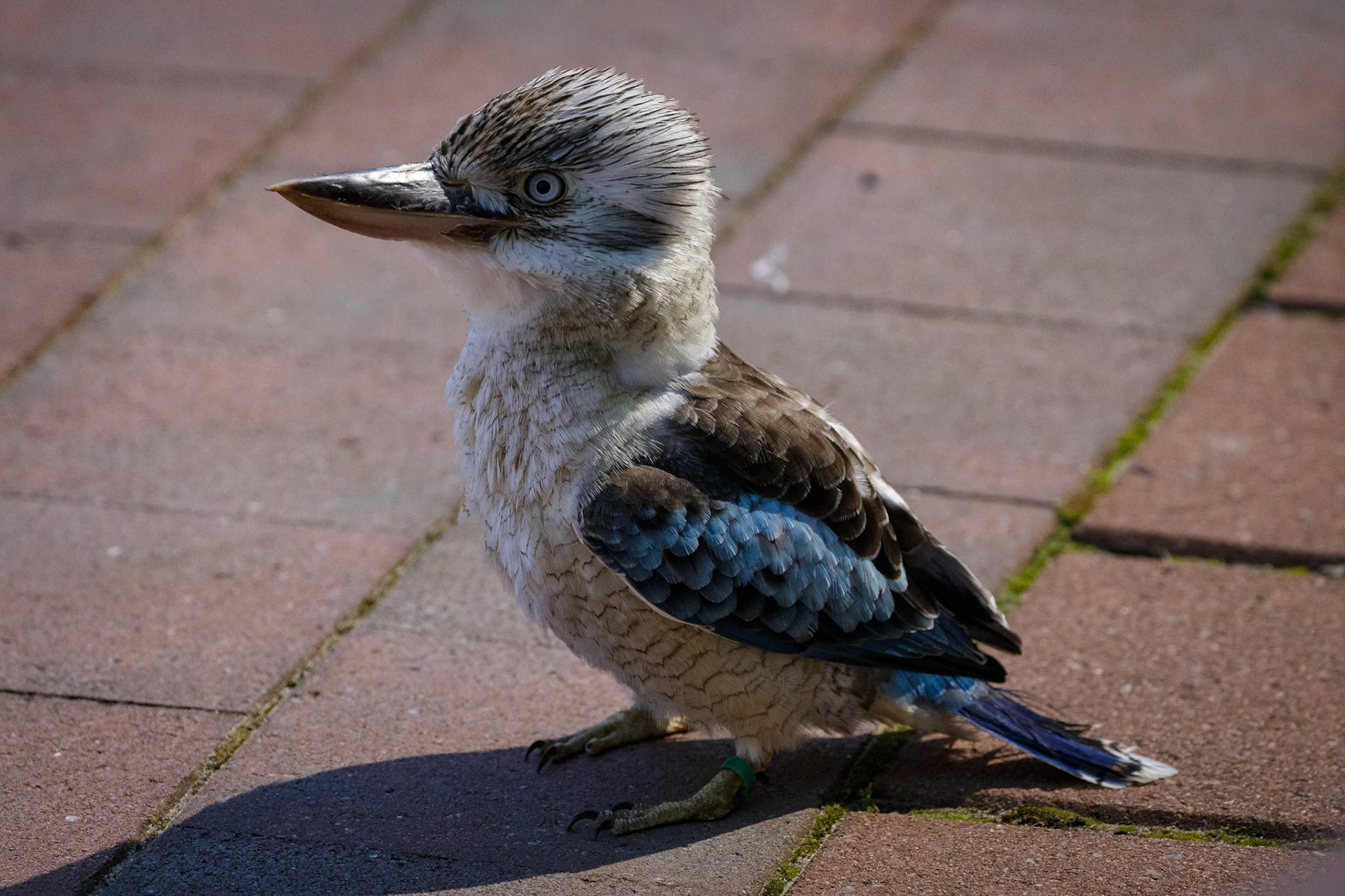 Blue Winged Kookaburra at the Raptor Domain on Kangaroo Island, Australia