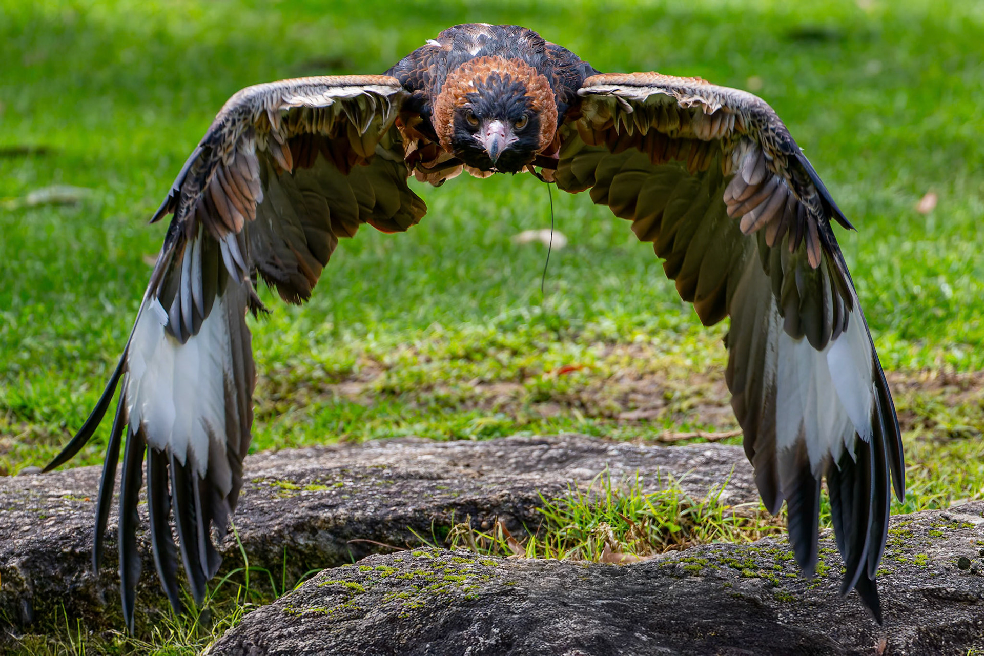 Black-Breasted Buzzard during the Spirits of the Sky at Healesville Sanctuary in Healesville, Australia