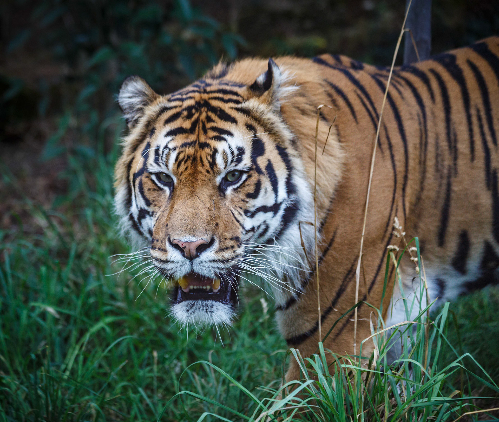Sumatran Tiger at the London ZSL