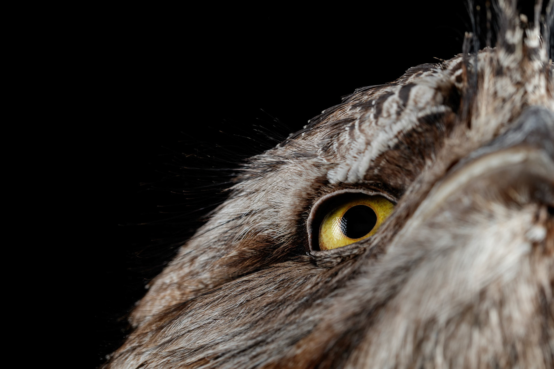 Lulu the Tawny Frogmouth at the Canon Collection  Wildcall Wildlife Portraits event, Australia