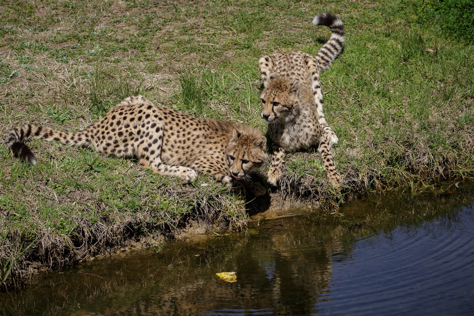 Cheetahs at Dubbo Zoo in Dubbo, Australia