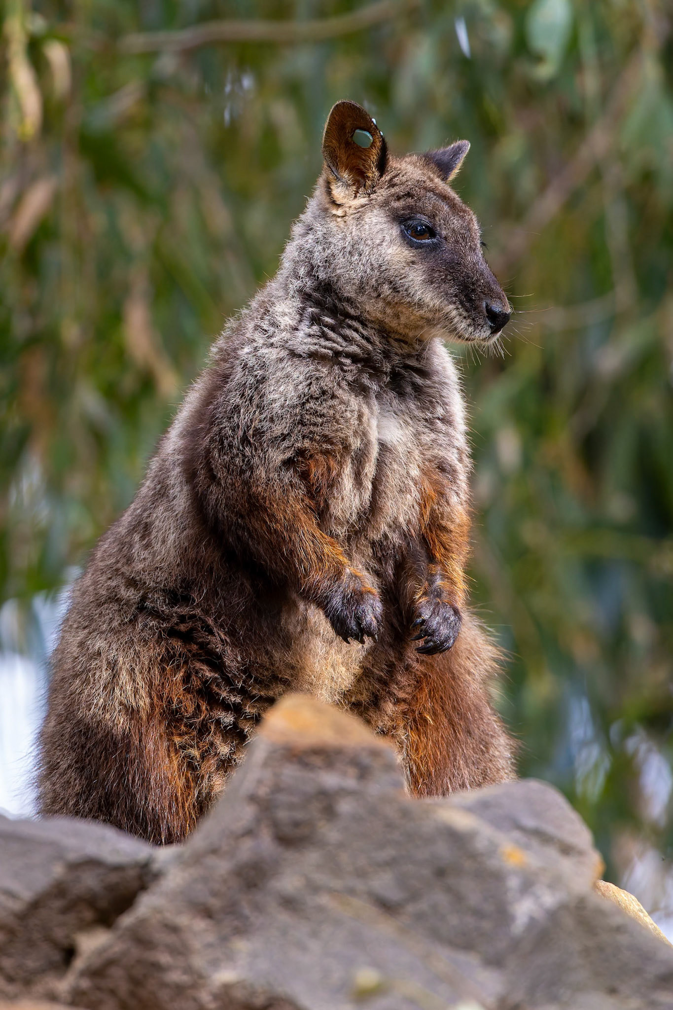 Yellow Footed Rock Wallaby at Halls Gap Zoo in Halls Gap Victoria, Australia