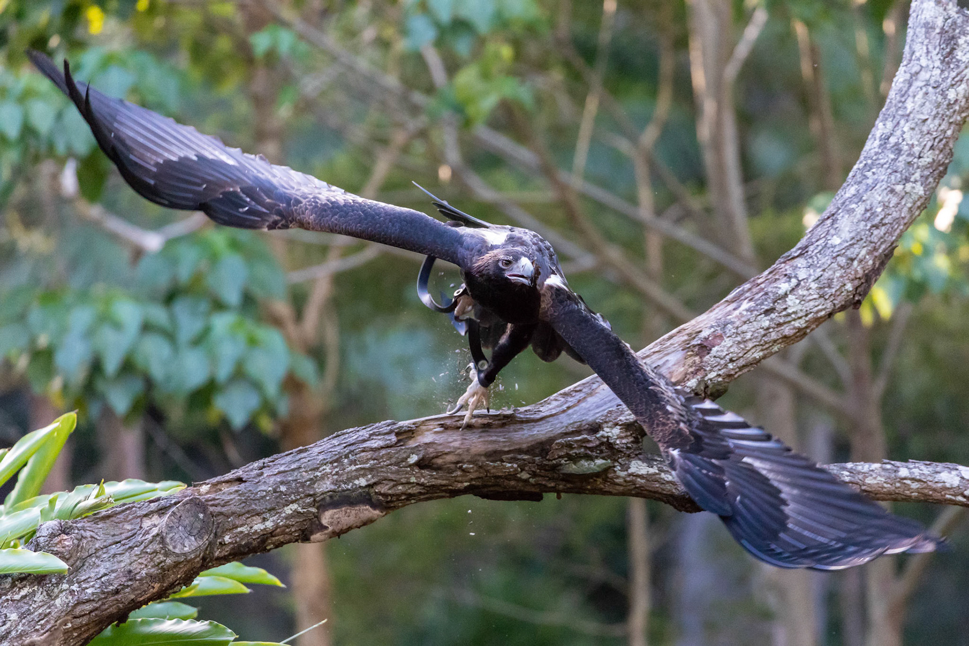 Wedge-Tailed Eagle at Currumbin Wildlife Sanctuary on the Gold Coast Australia