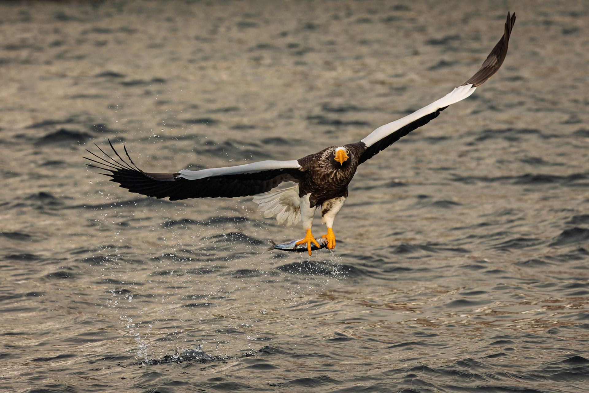Stella Eagle catching fish at Rausu Fishing Port on the Island of Hokkaido, Japan