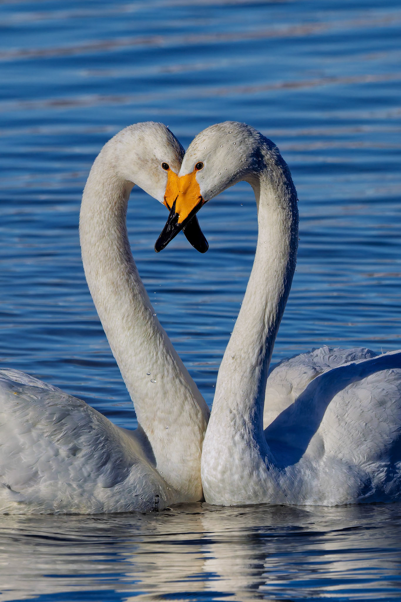 A pair of Whooper swans at the Lake Kussharo in Akan National Park, on the island of Hokkaido, Japan
