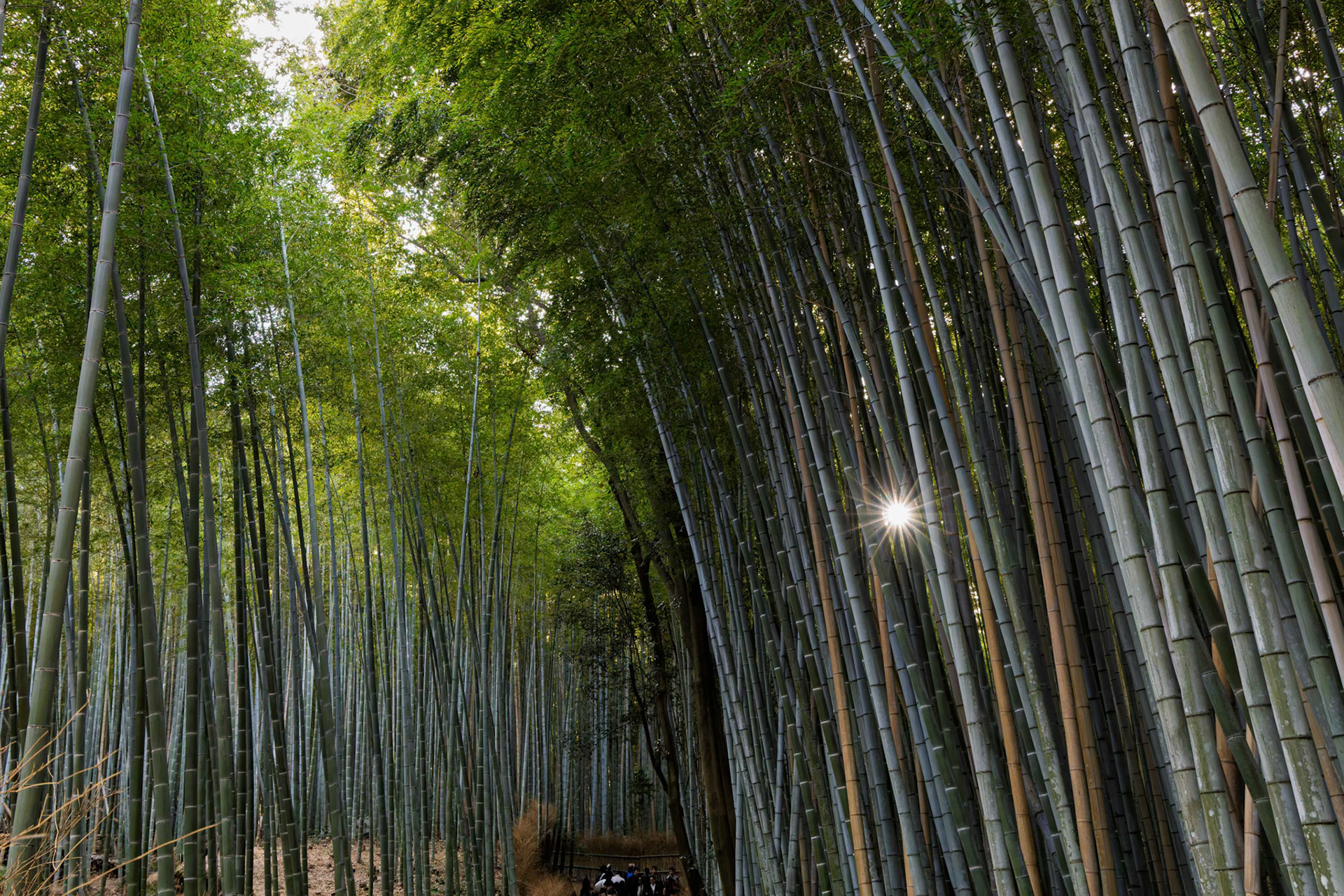 Arashiyama Bamboo Forest in Ukyo Ward, Kyoto, Japan