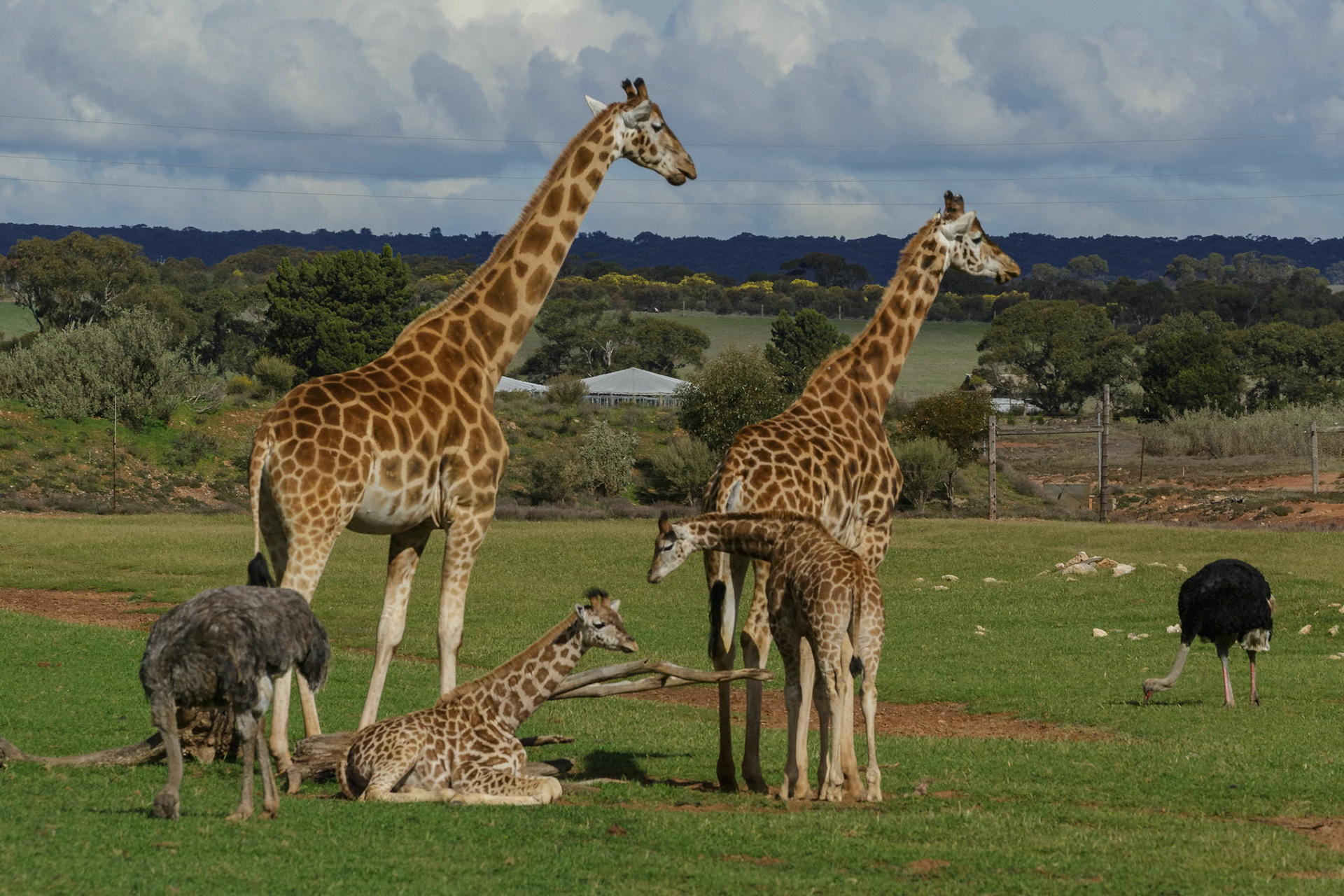 Giraffes and Ostriches at the Monarto Zoo, South Australia, Australia