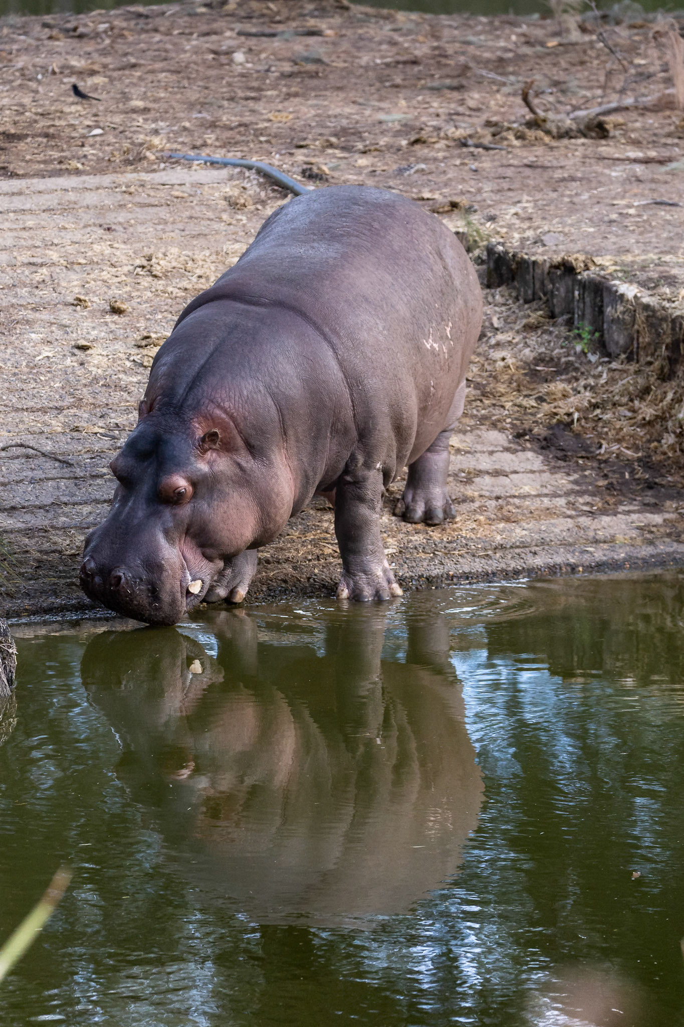 Hippopatamus at the Taronga Western Plains Zoo in Dubbo, New South Wales, Australia