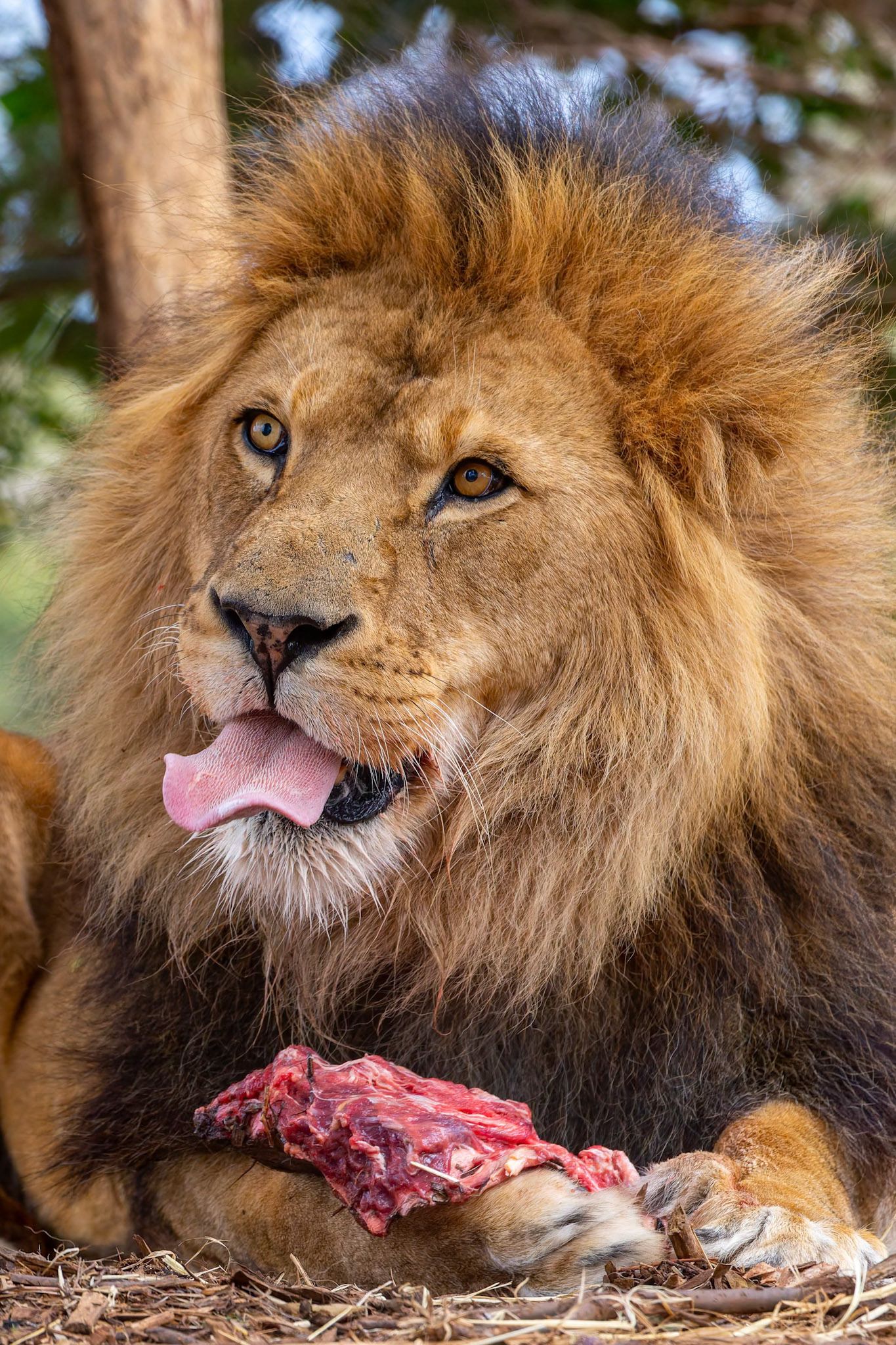 Lion eating at Werribee Open Range Zoo in Werribee South in Victoria, Australia