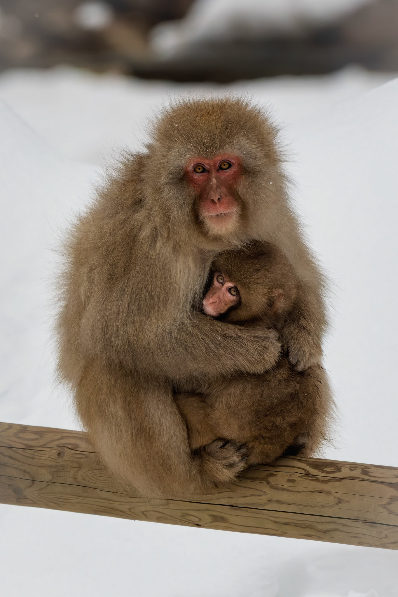 Mother and baby Japanese macaque (Snow Monkey) at Jigokudani Yaen-Koen, Japan