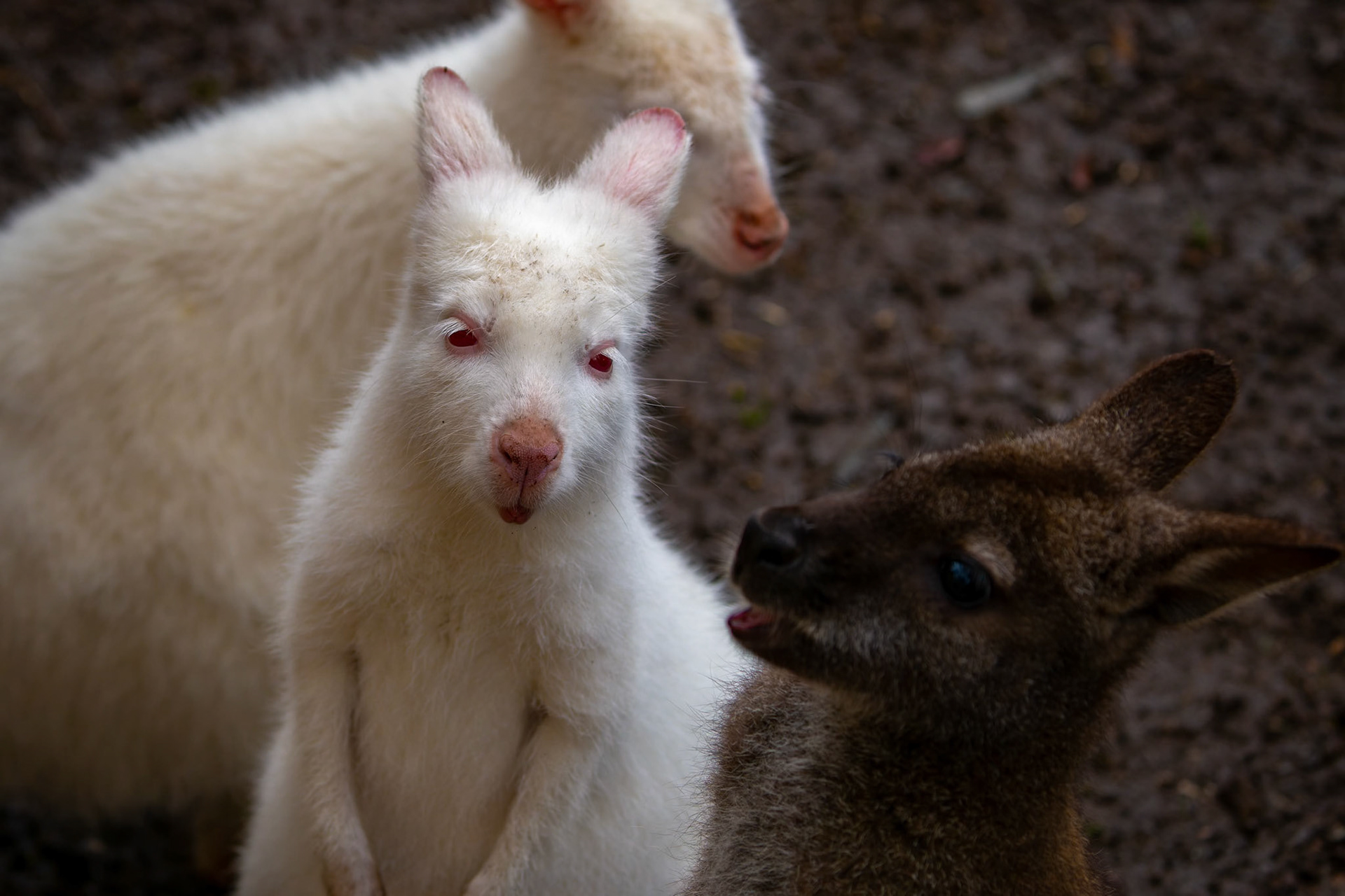 White Wallaby at the Kangaroo Island Wildlife Park on Kangaroo Island, Australia
